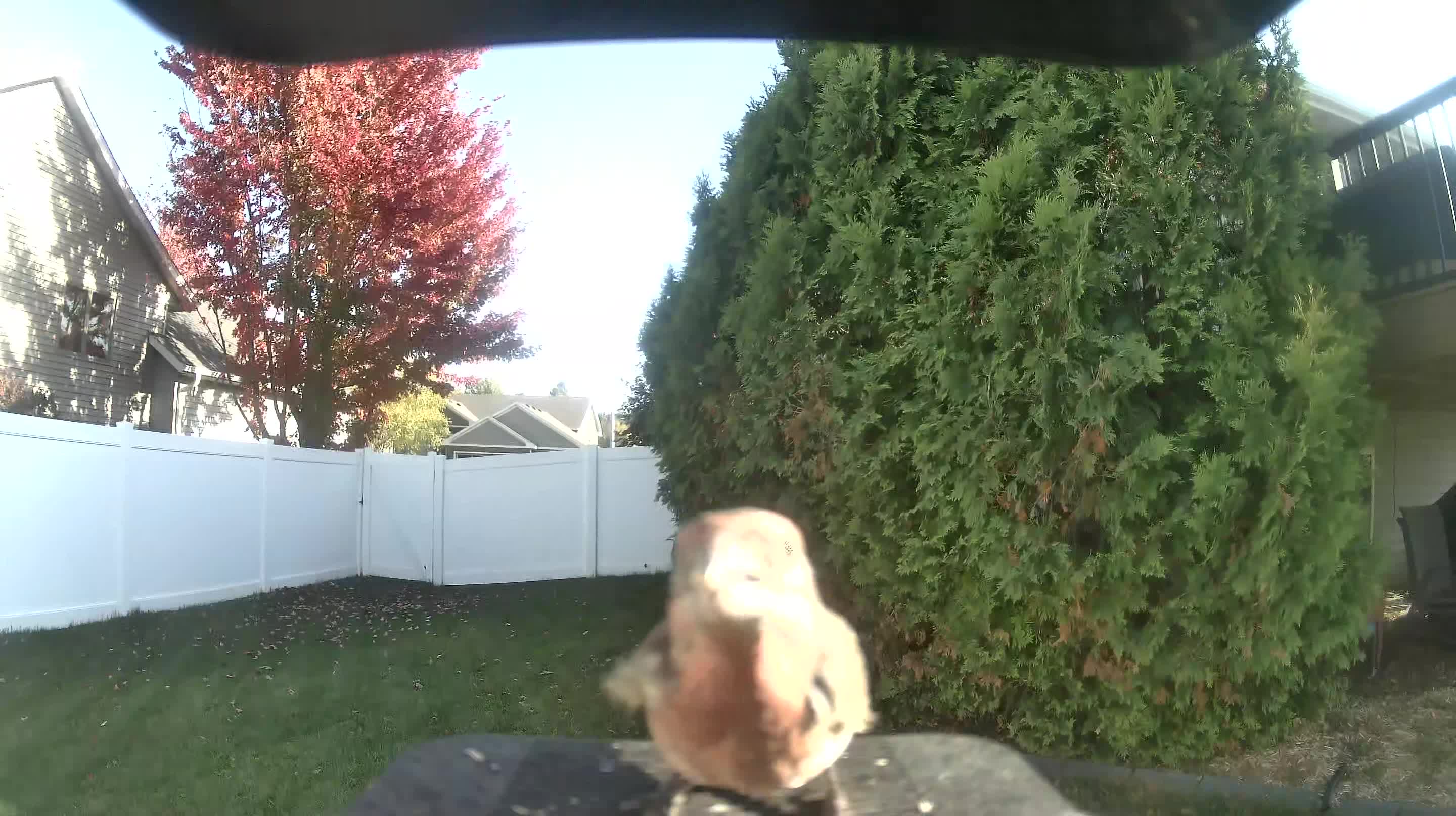 House Finch