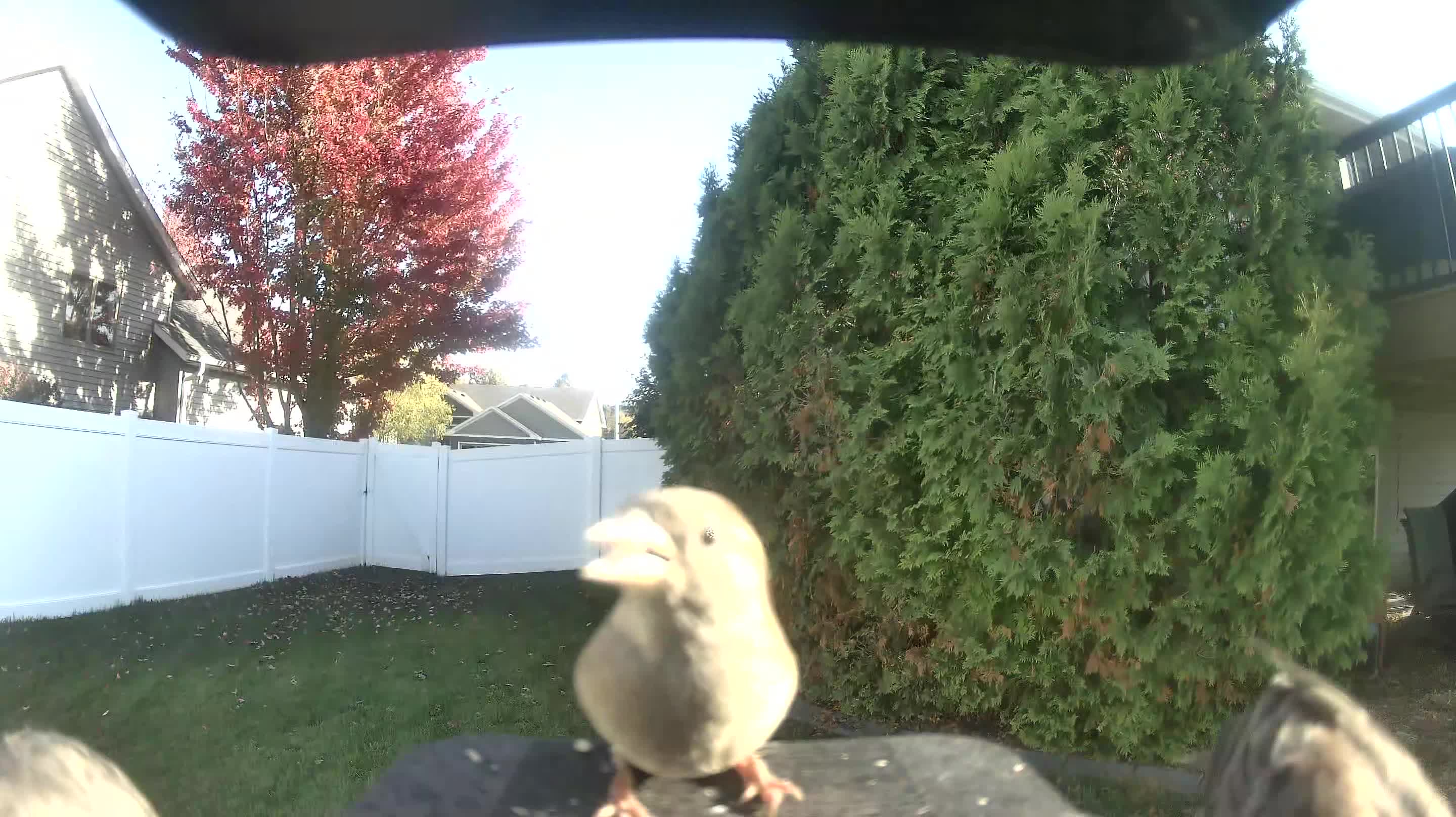 House Sparrow