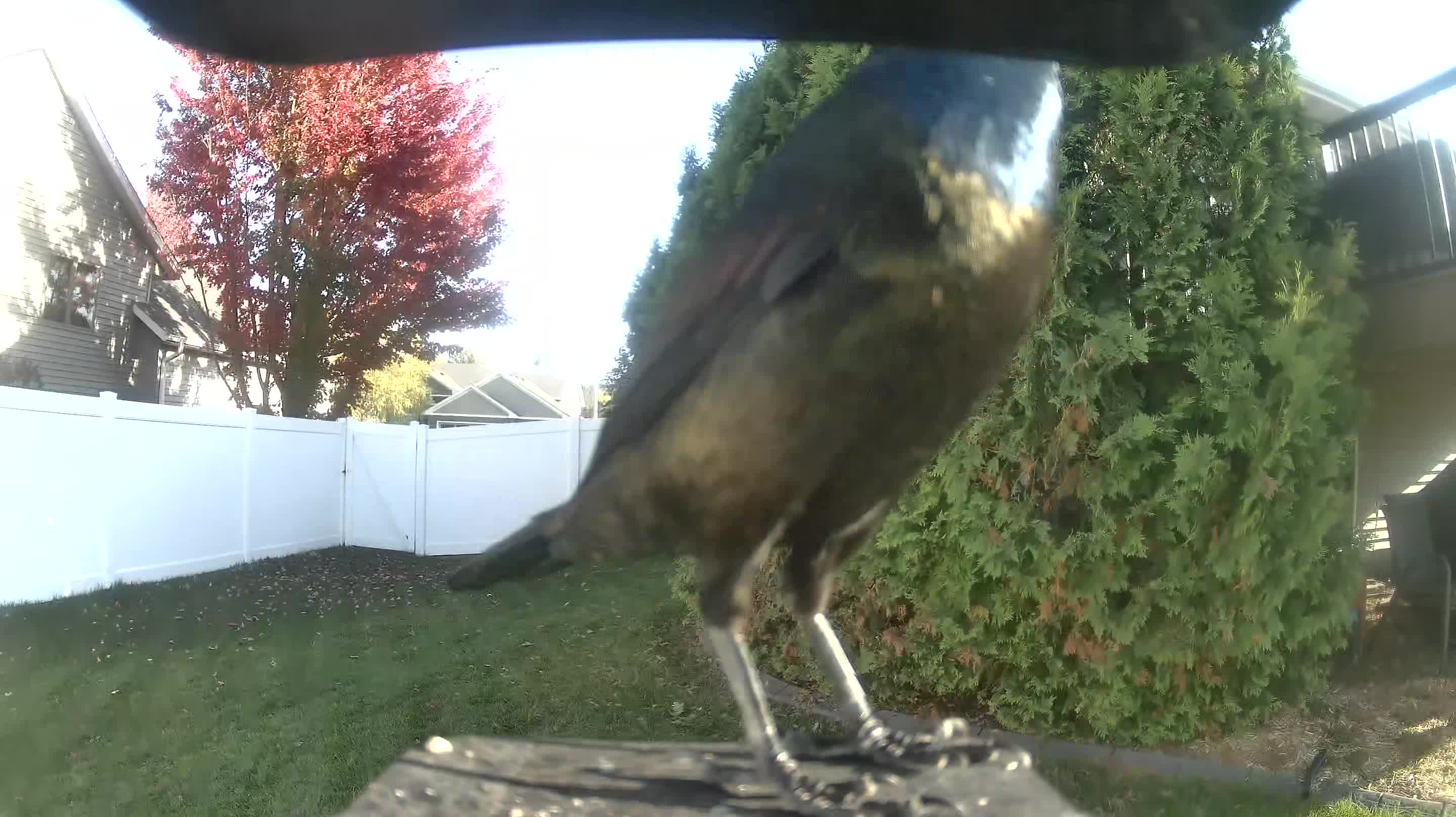 Common Grackle