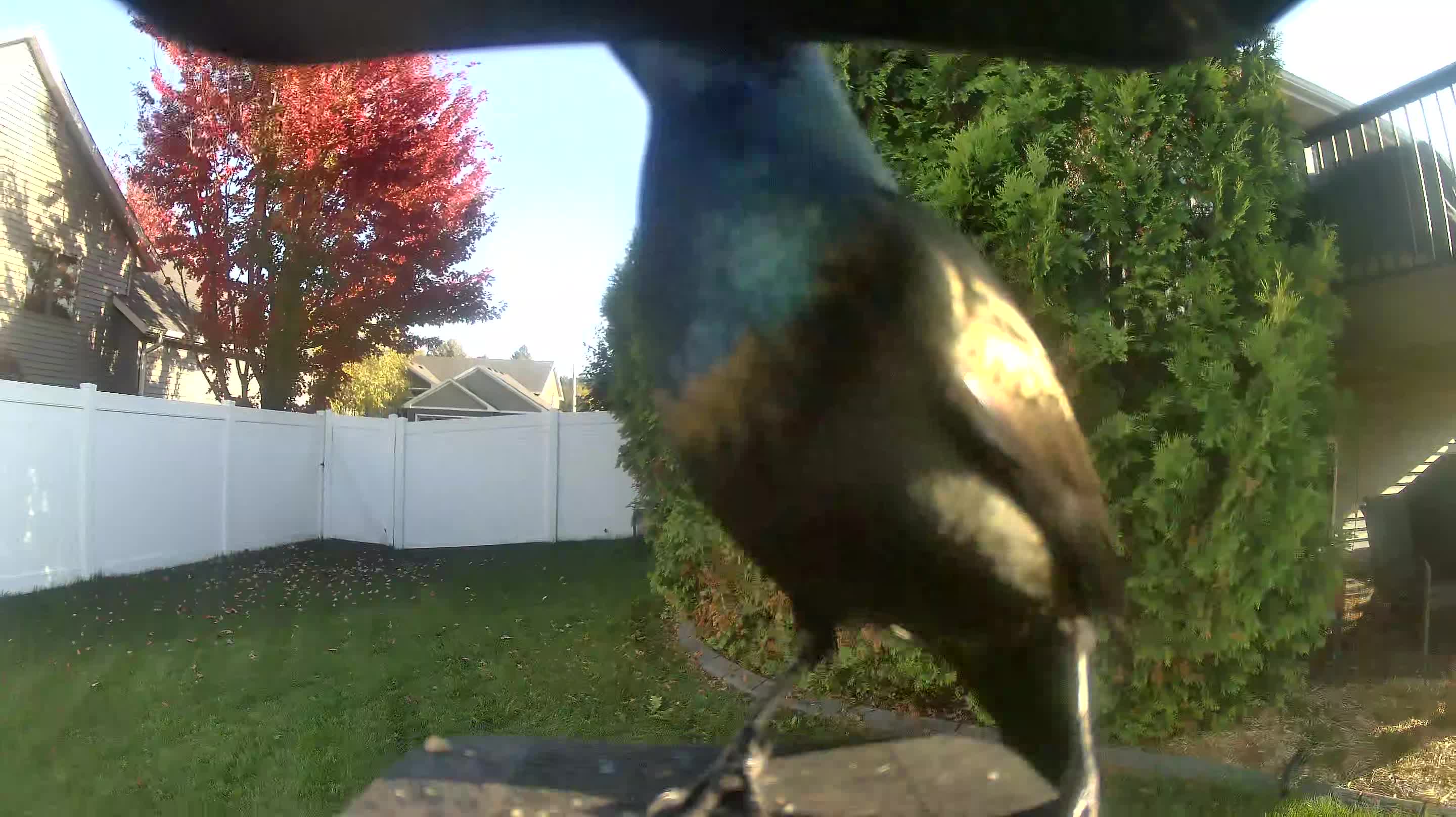 Common Grackle