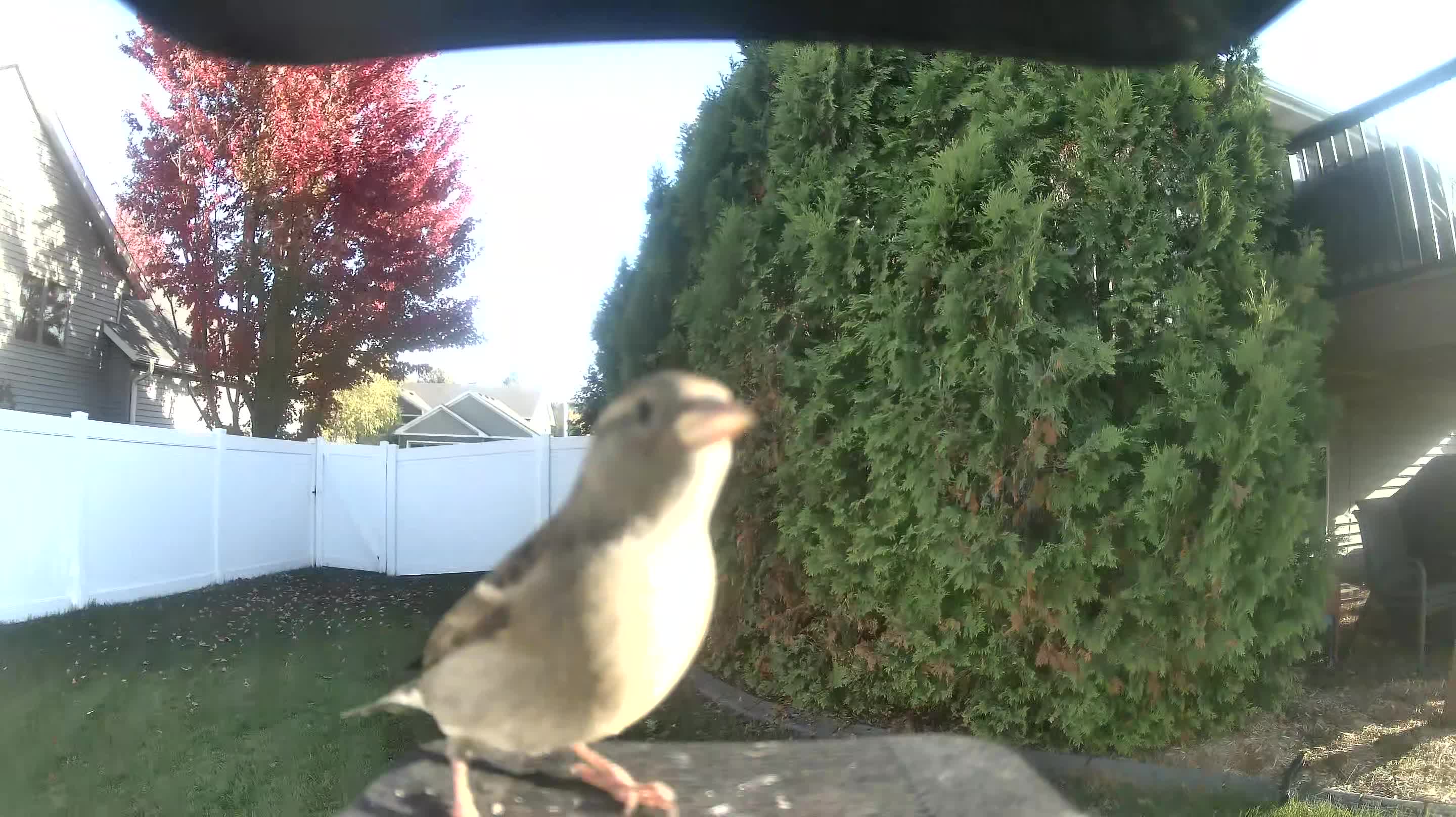 House Sparrow