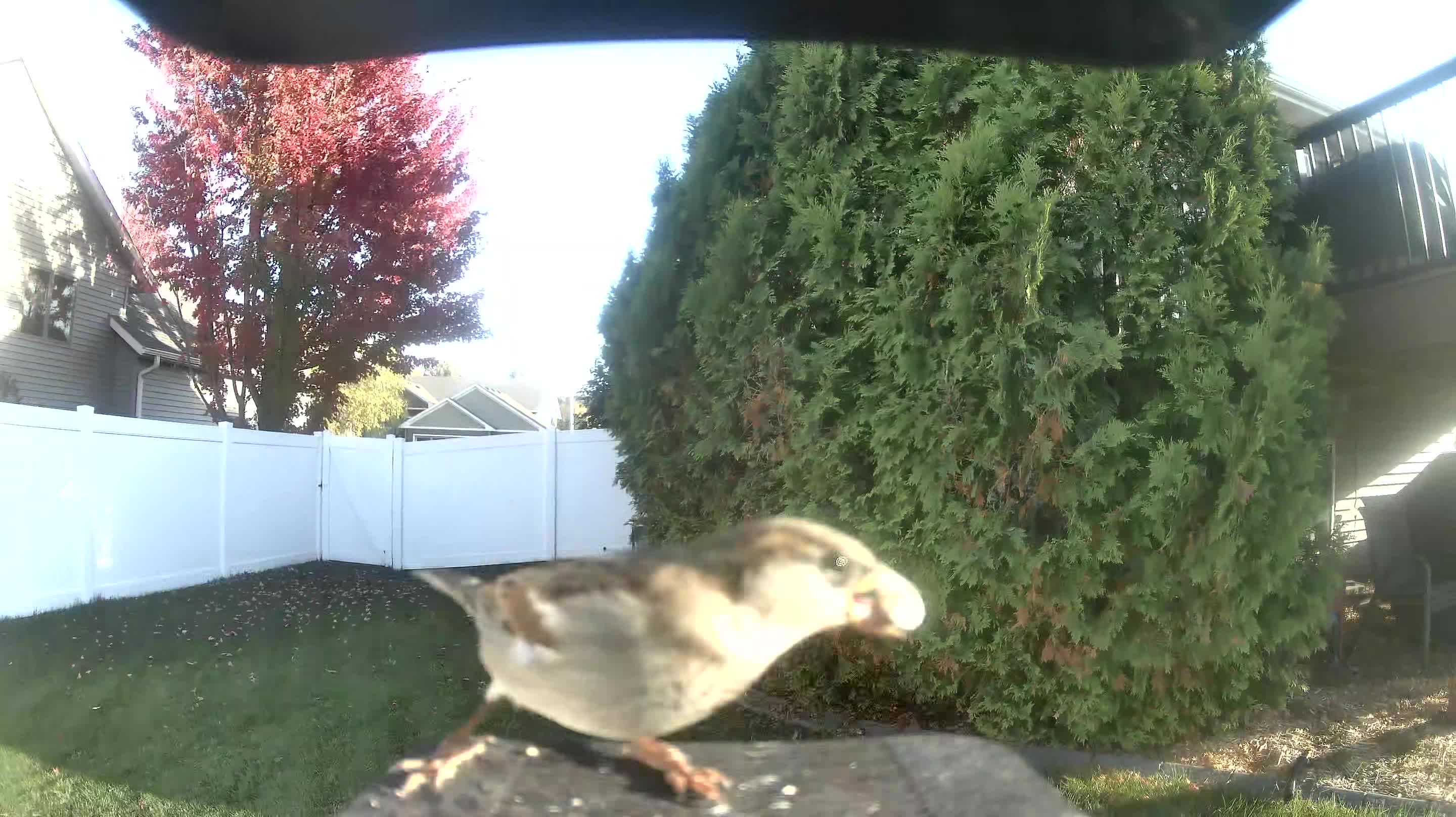 House Sparrow