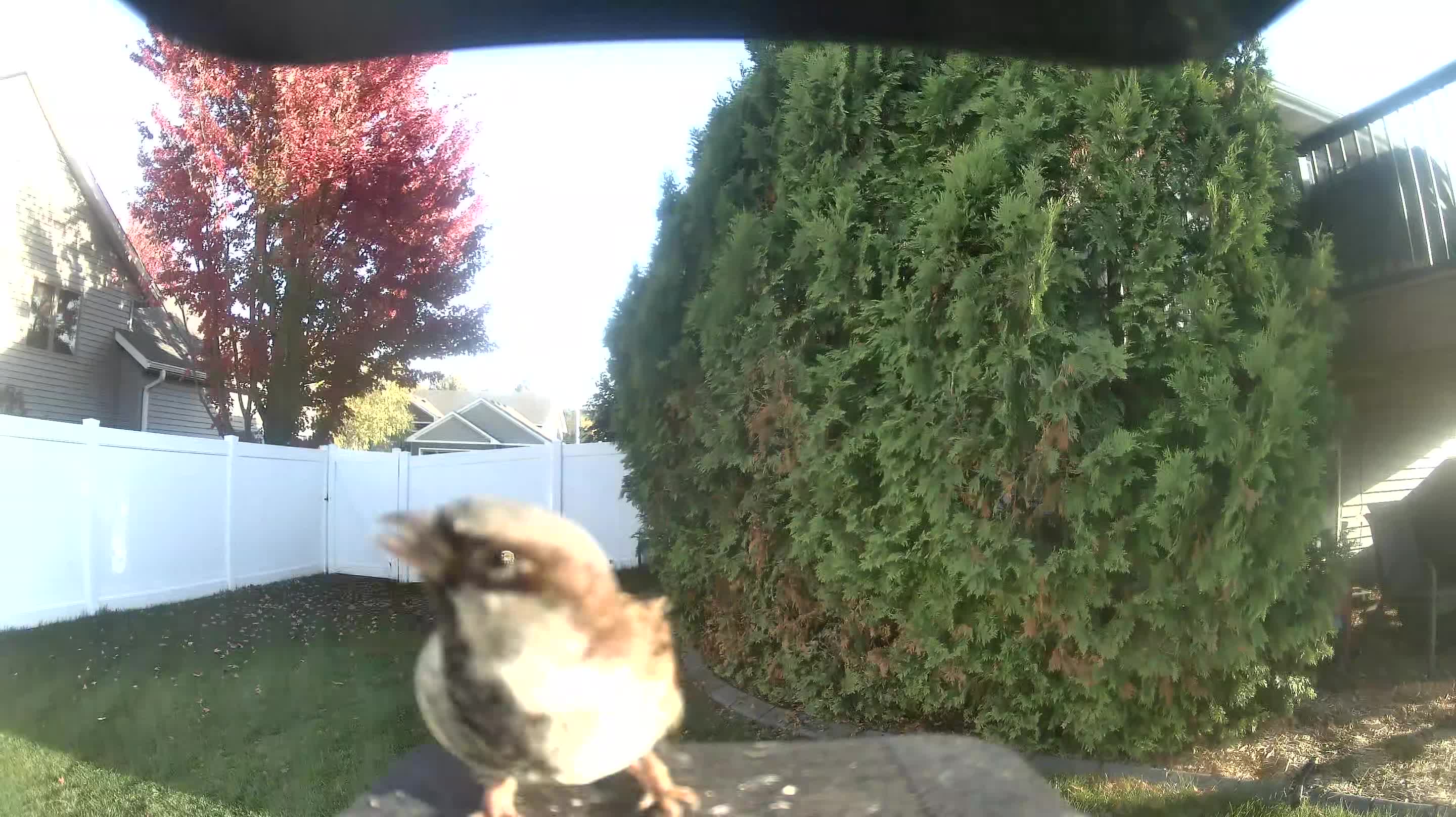House Sparrow