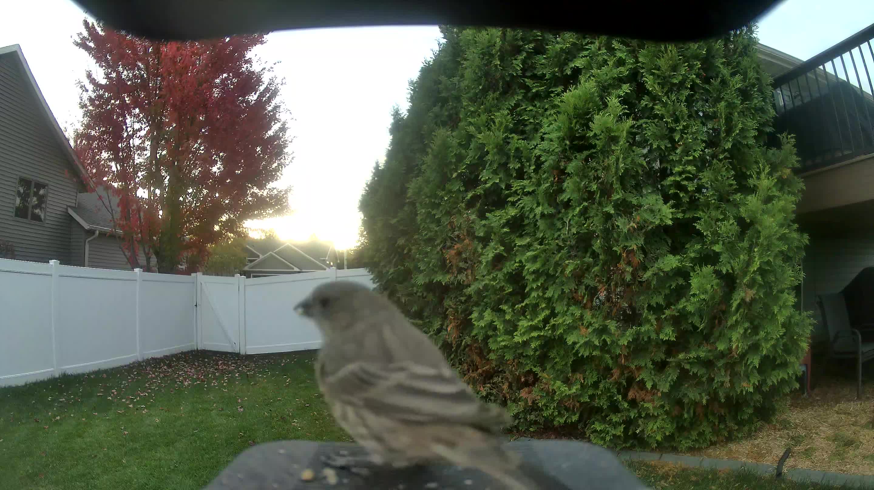 House Finch