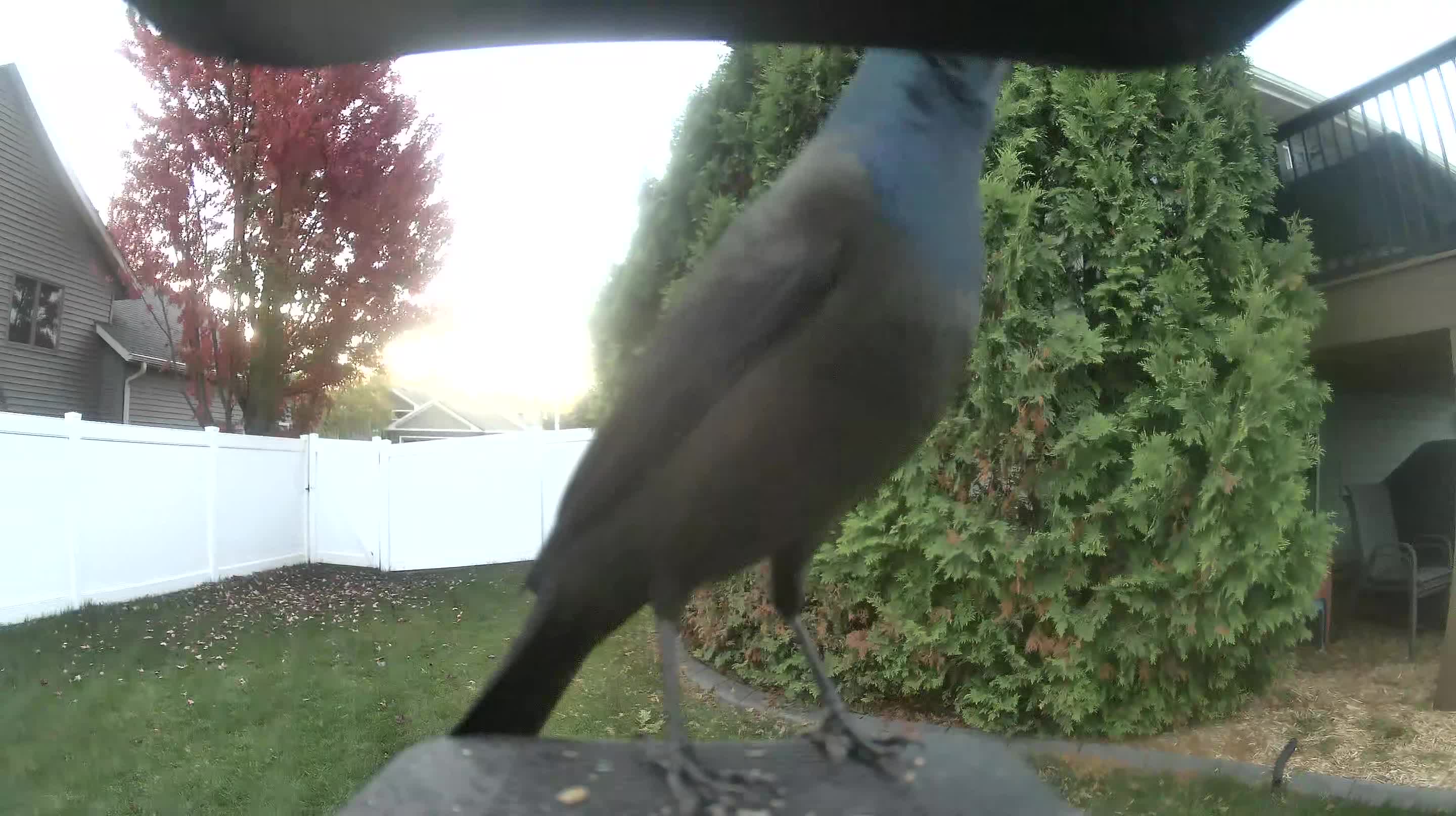 Common Grackle