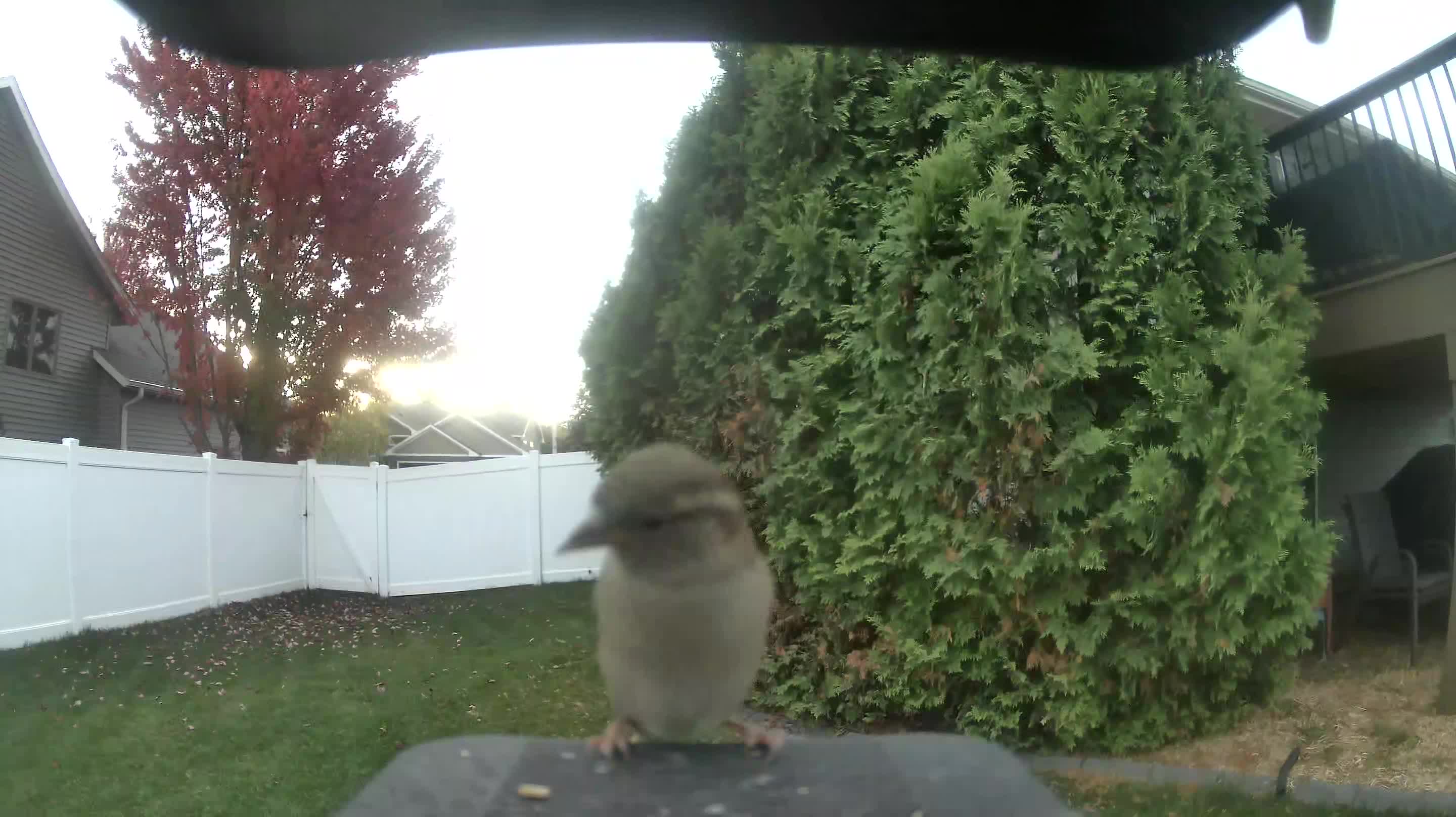 House Sparrow