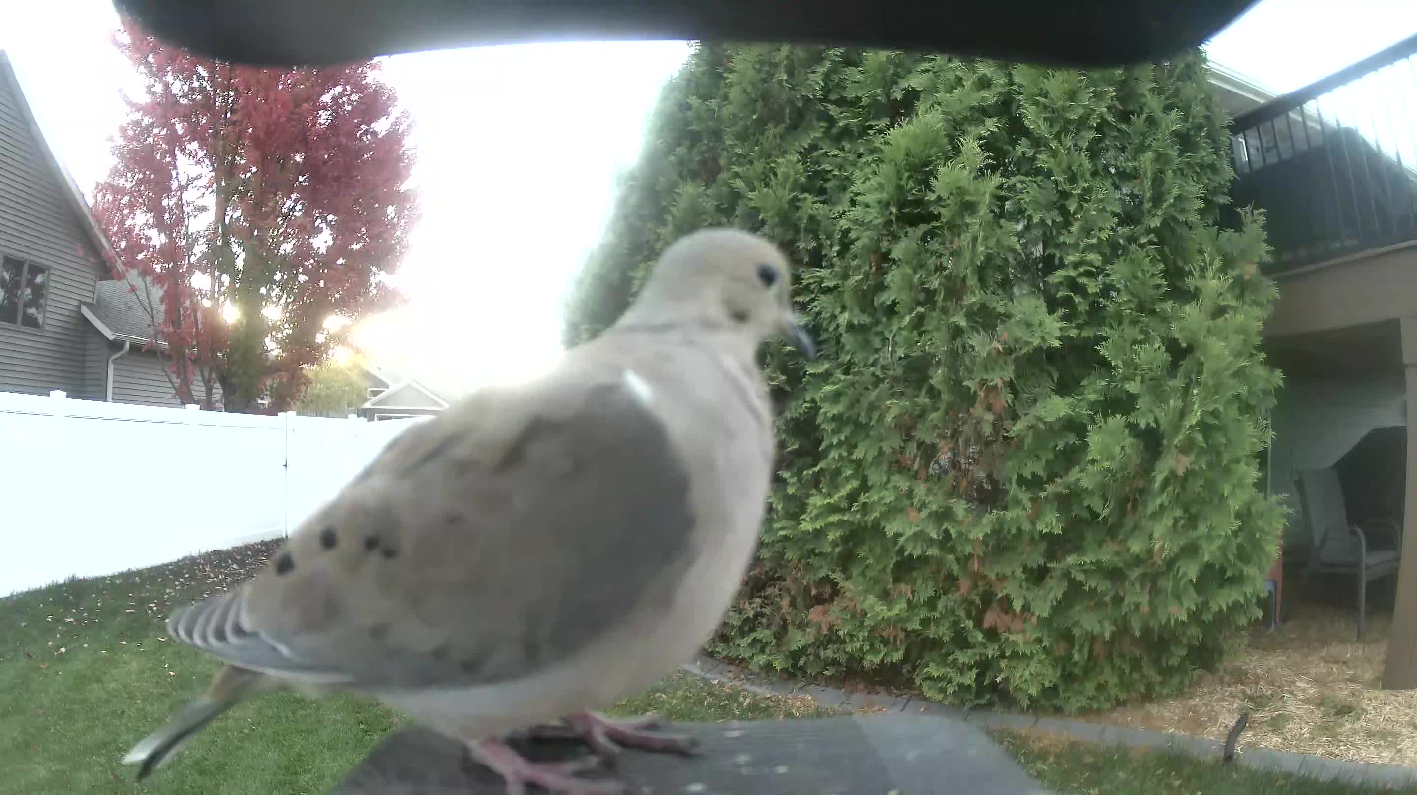 Mourning Dove