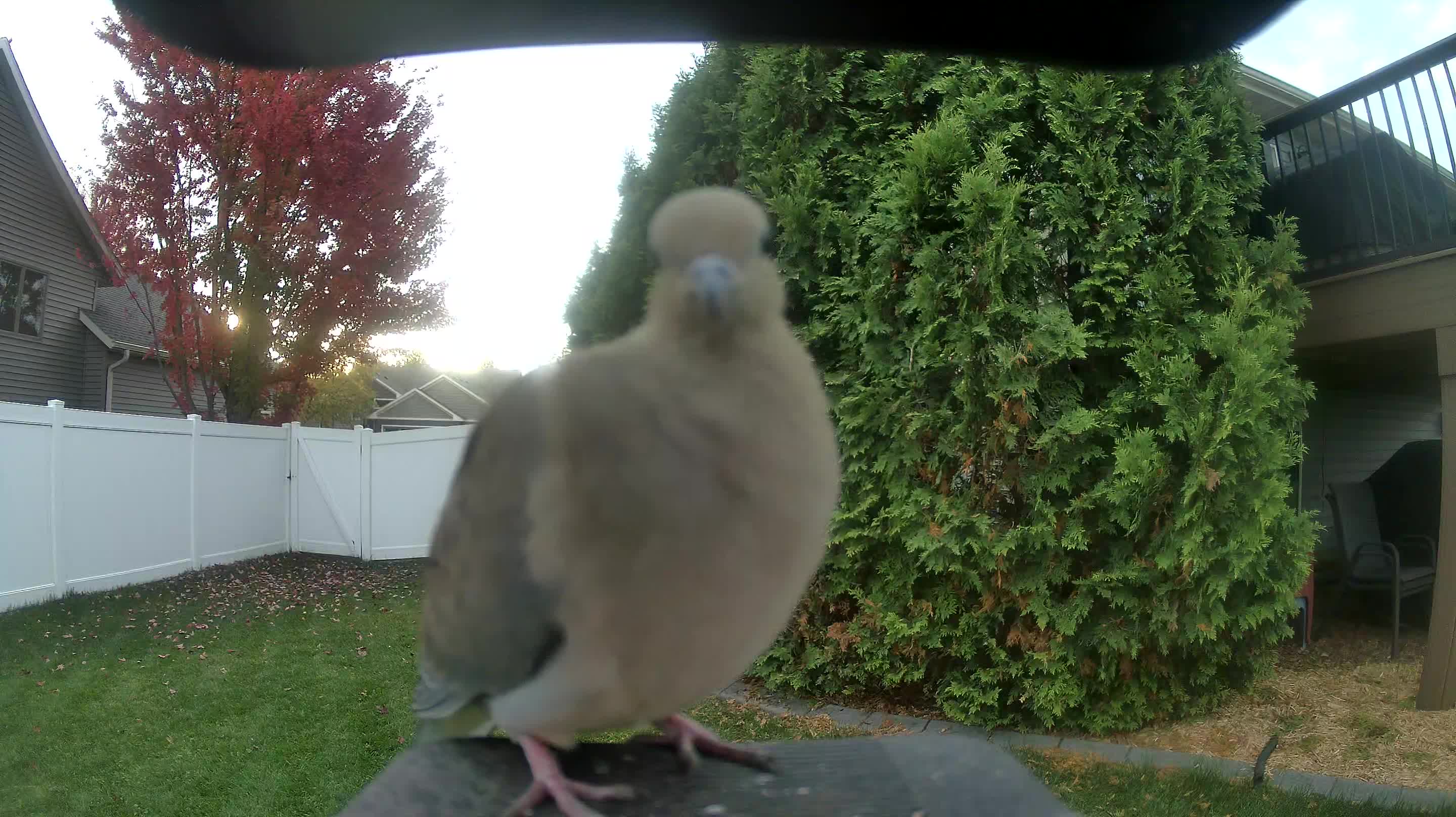 Mourning Dove