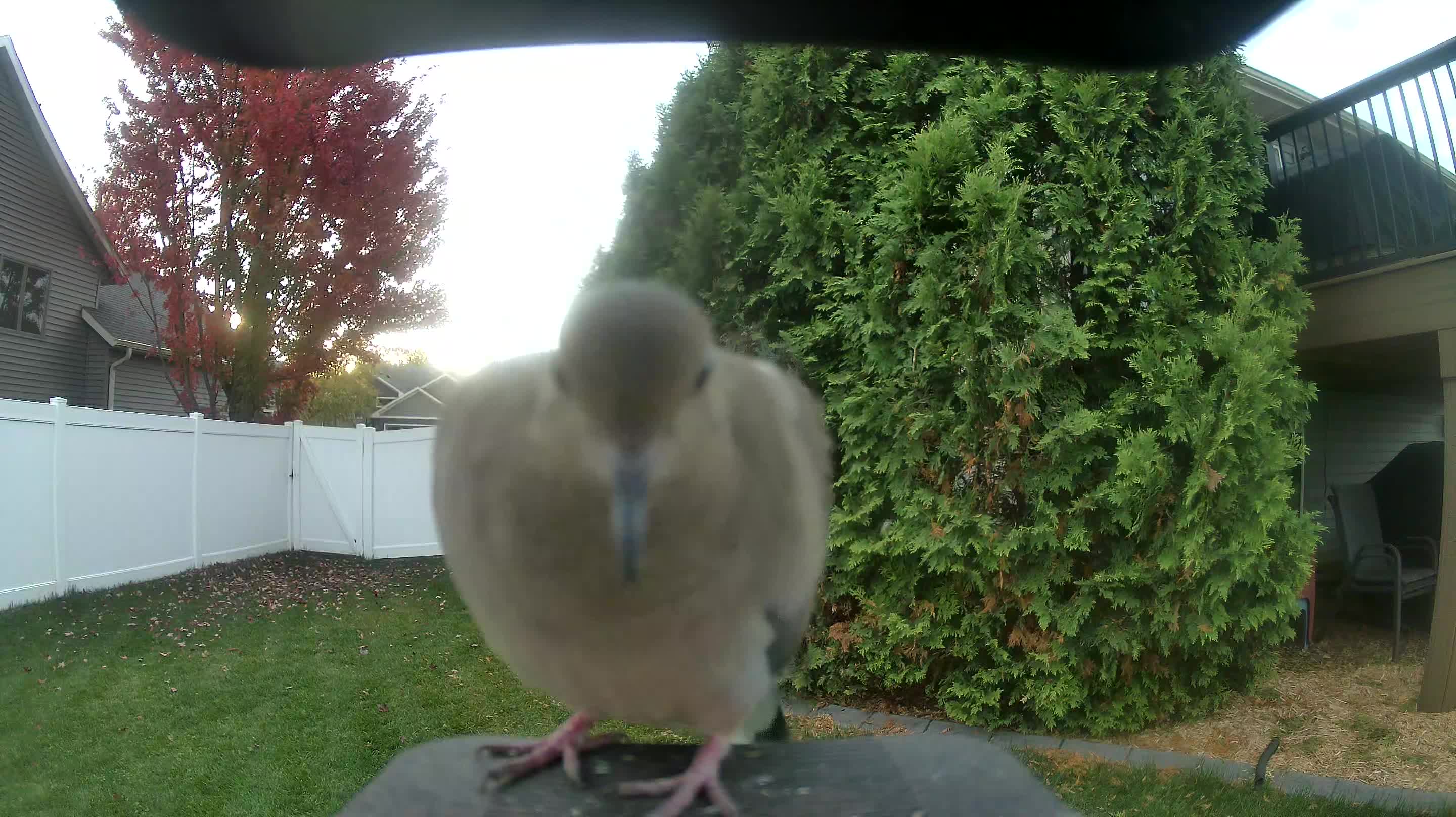 Mourning Dove