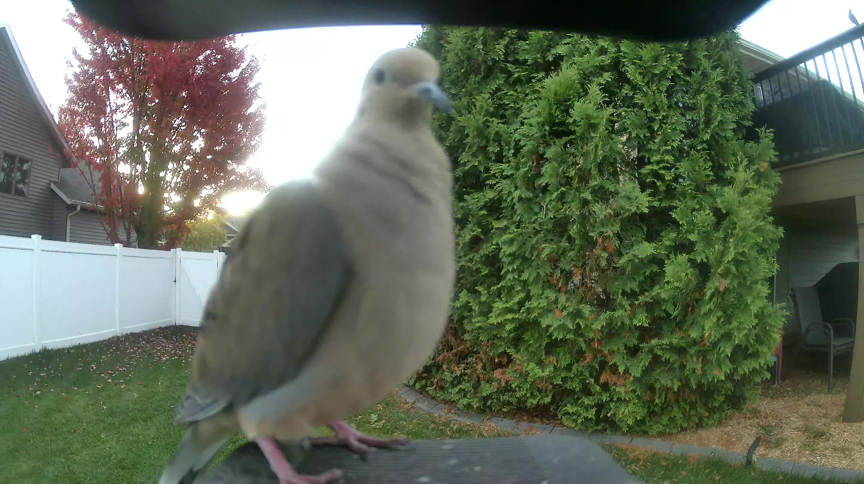 Mourning Dove