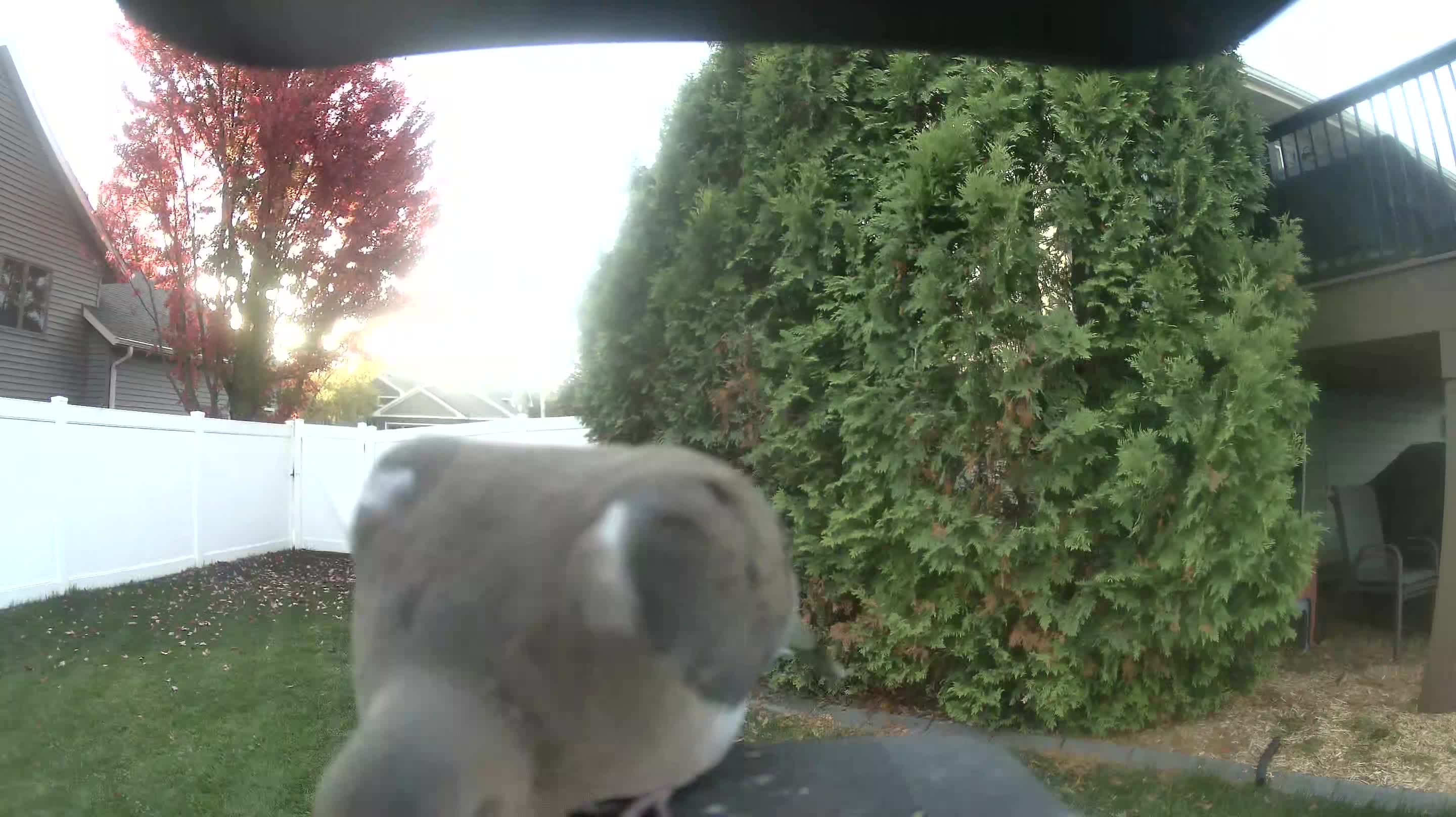 Mourning Dove