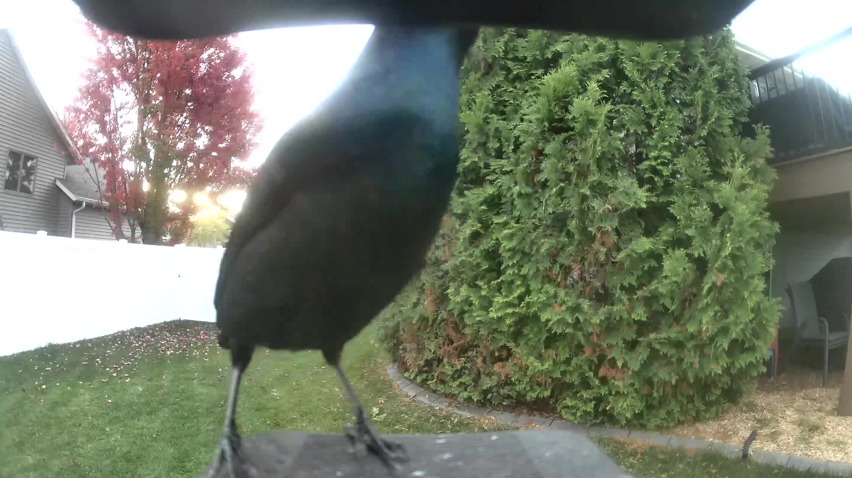 Common Grackle