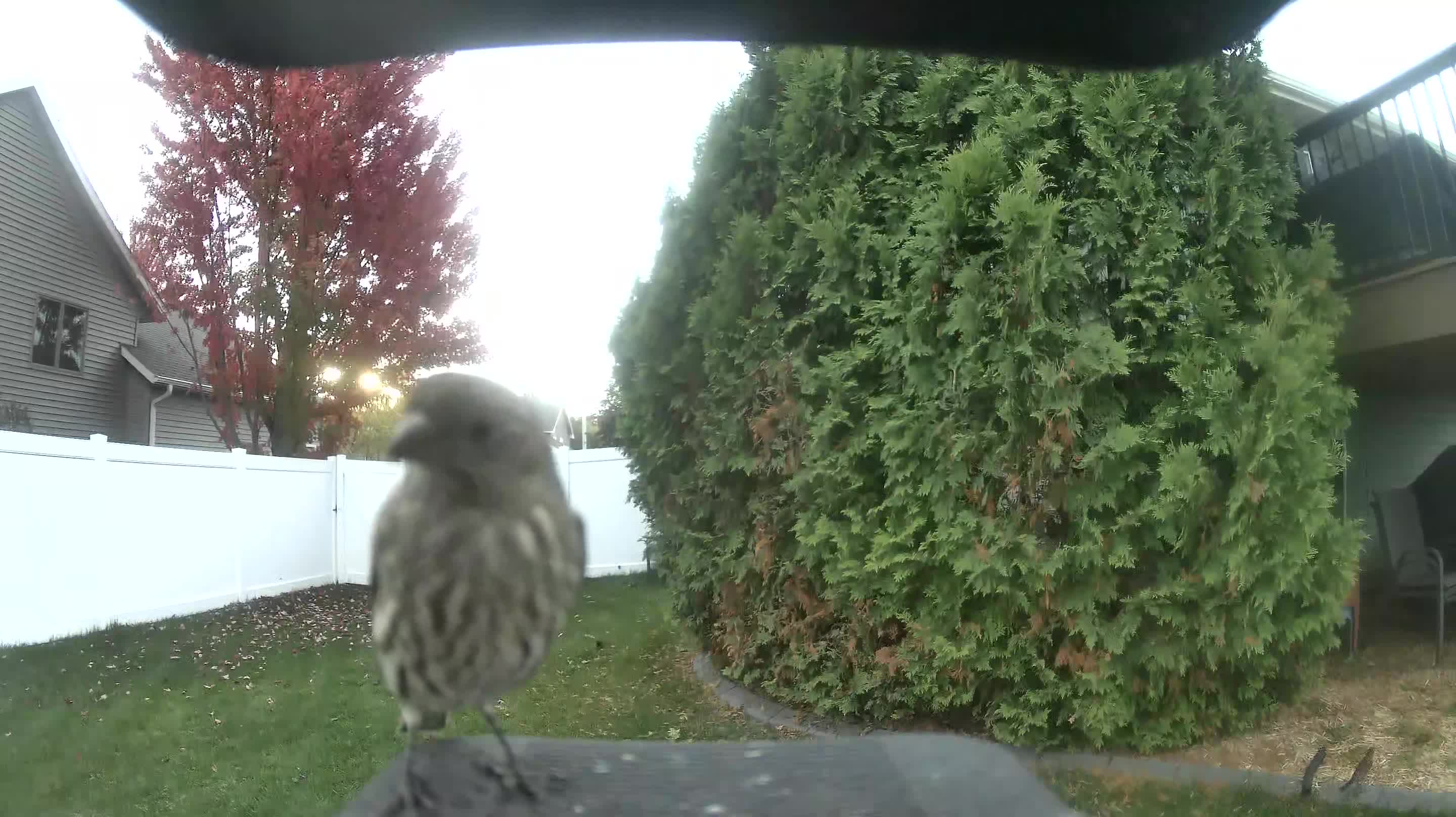 House Finch