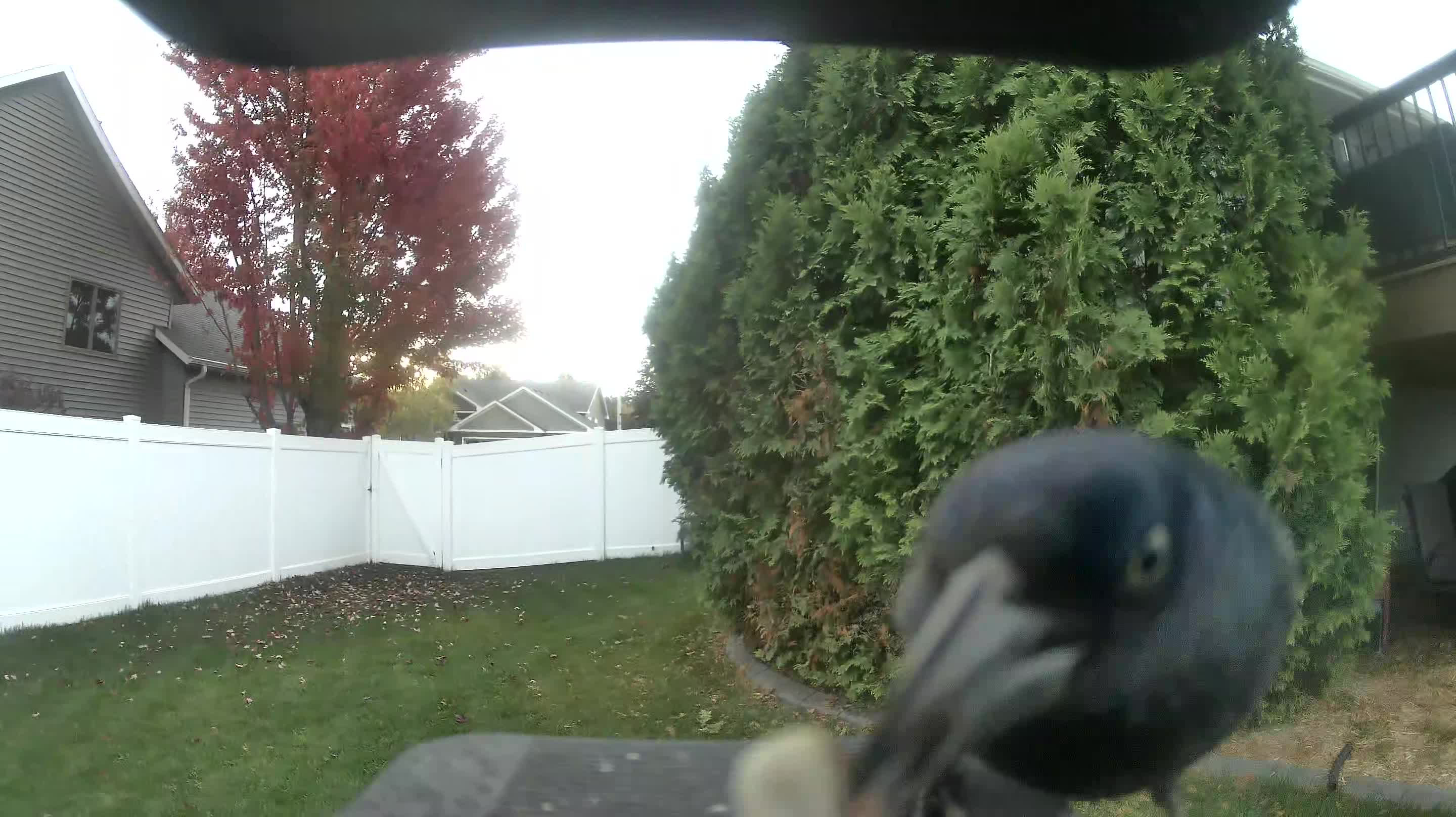 American Crow