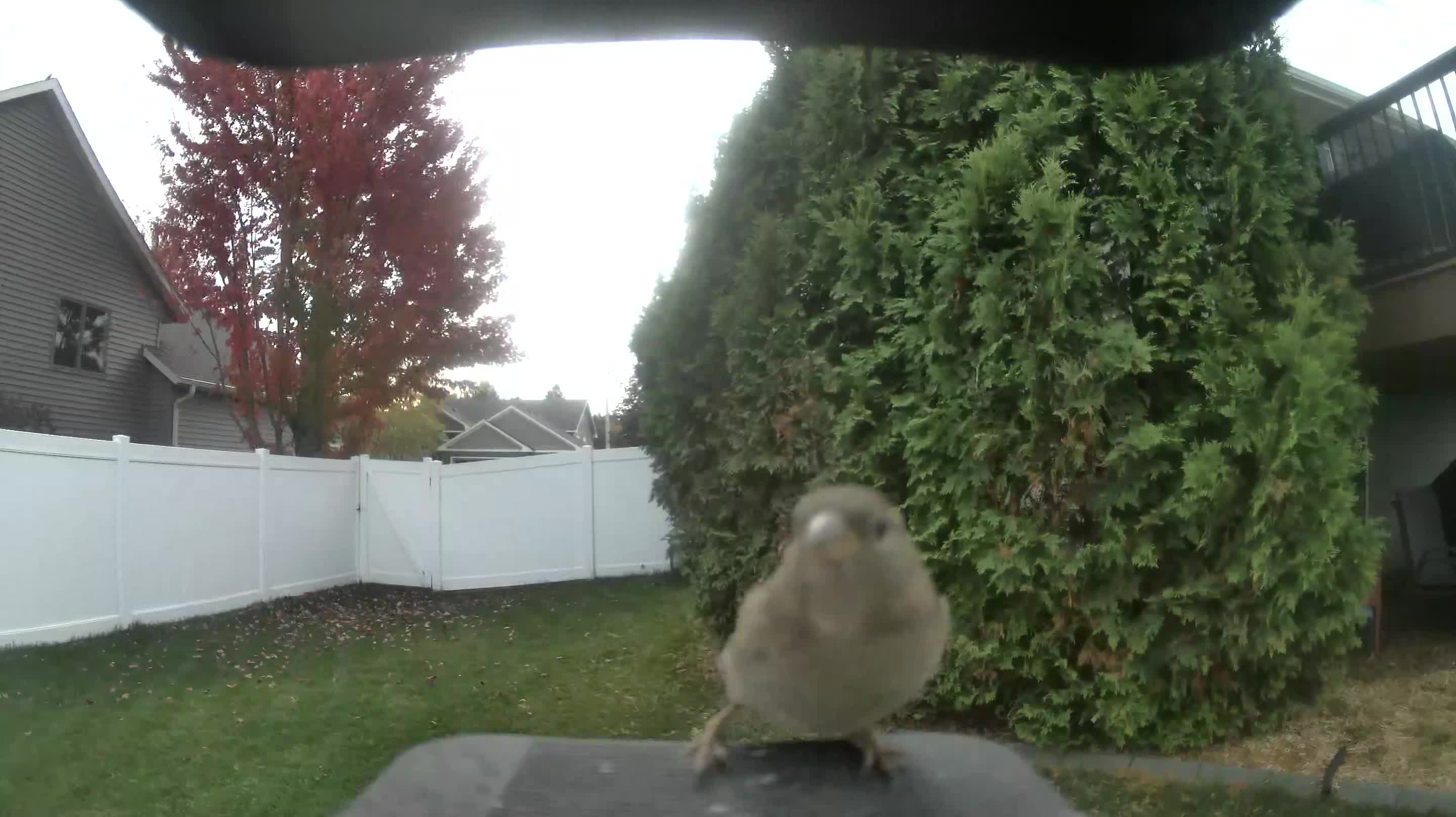 House Sparrow