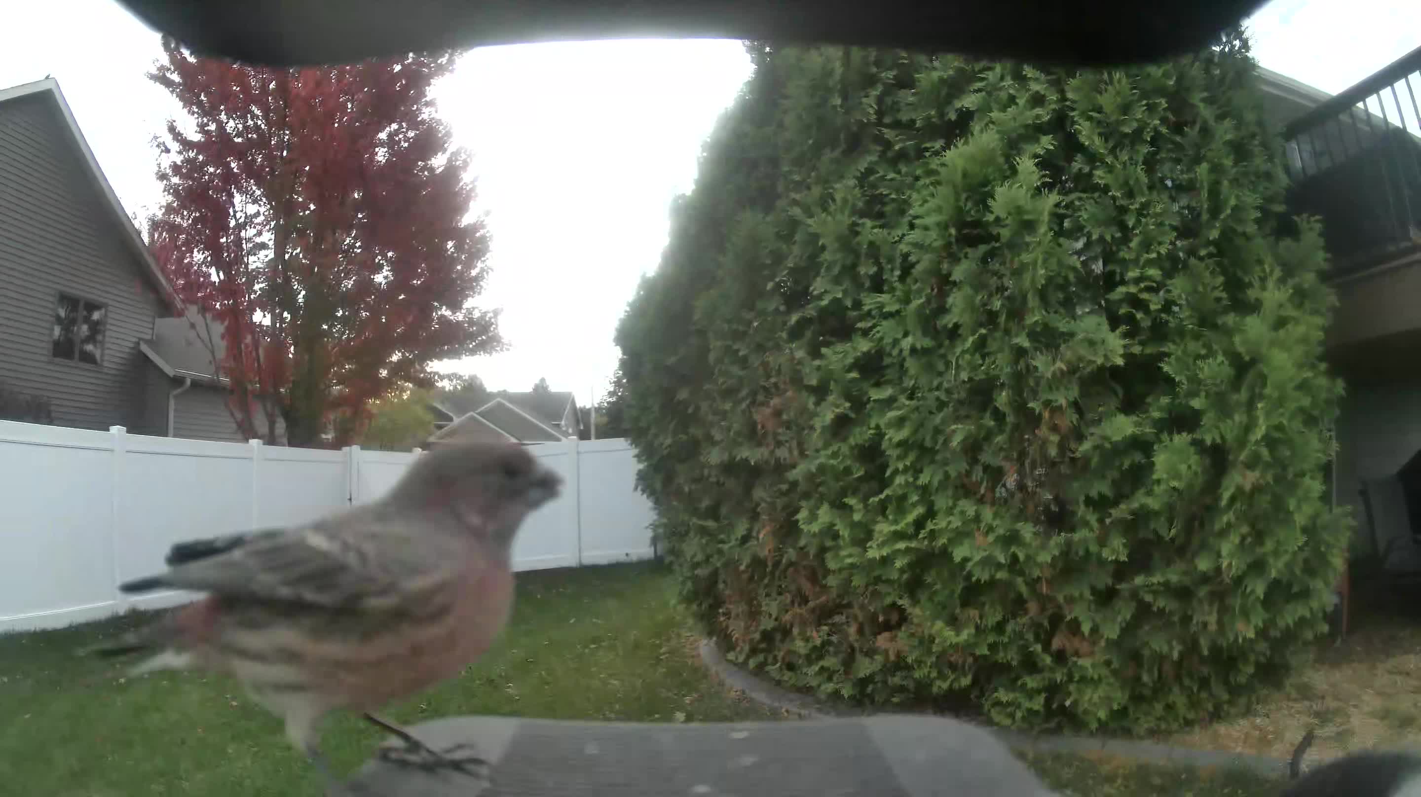 House Finch