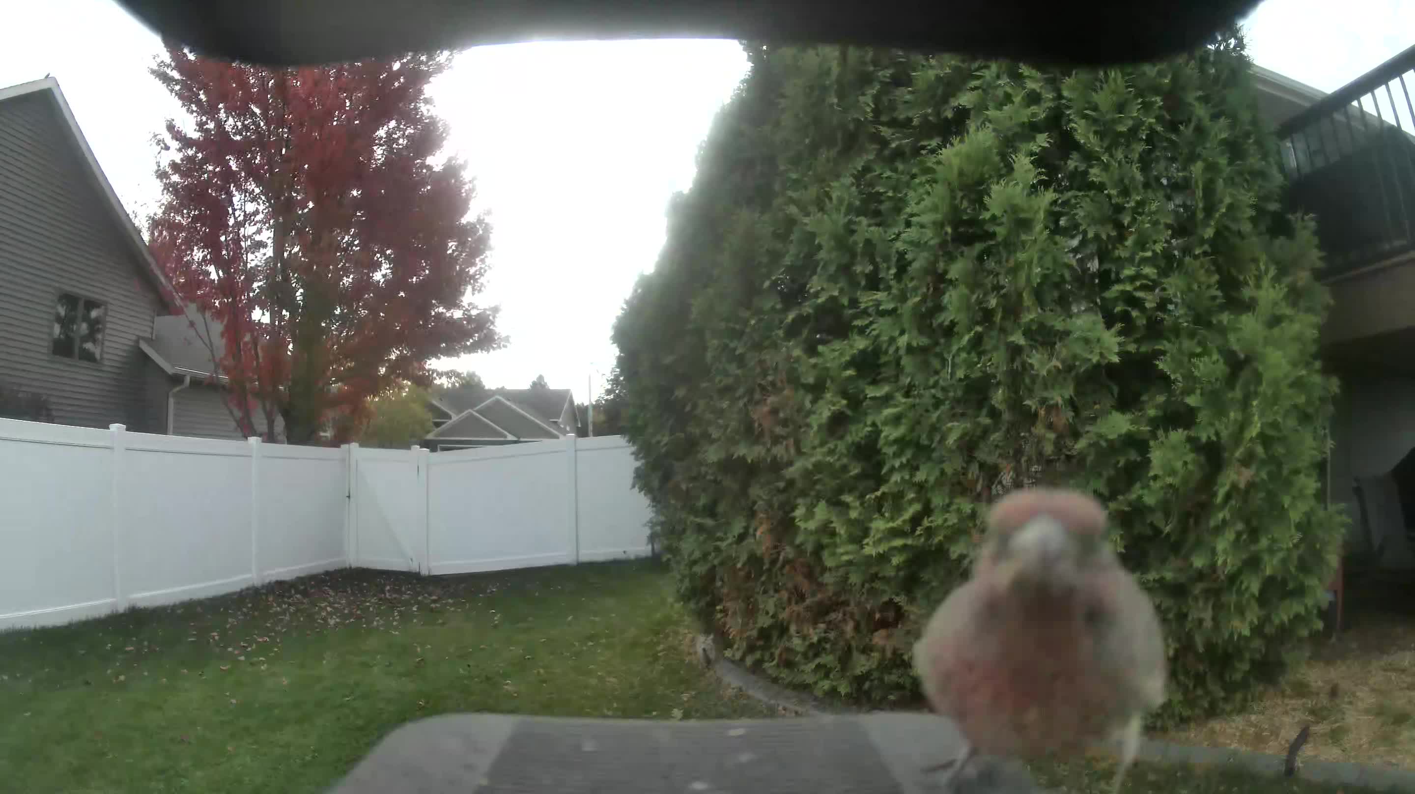 House Finch