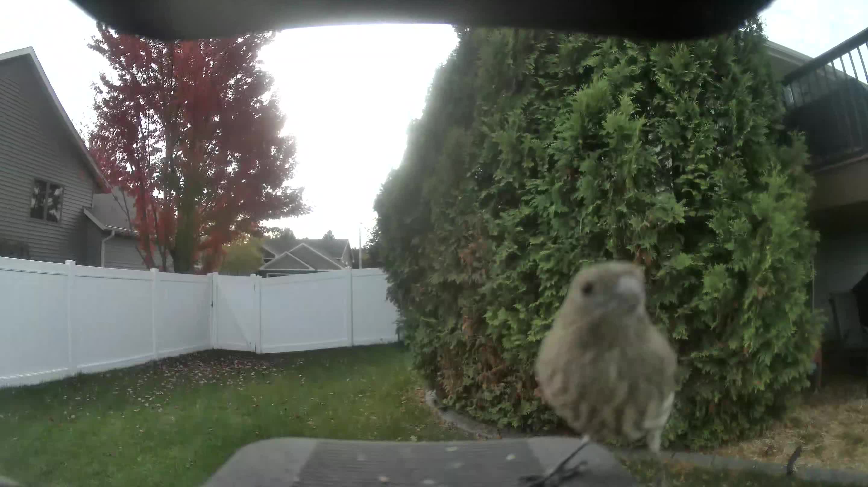 House Finch