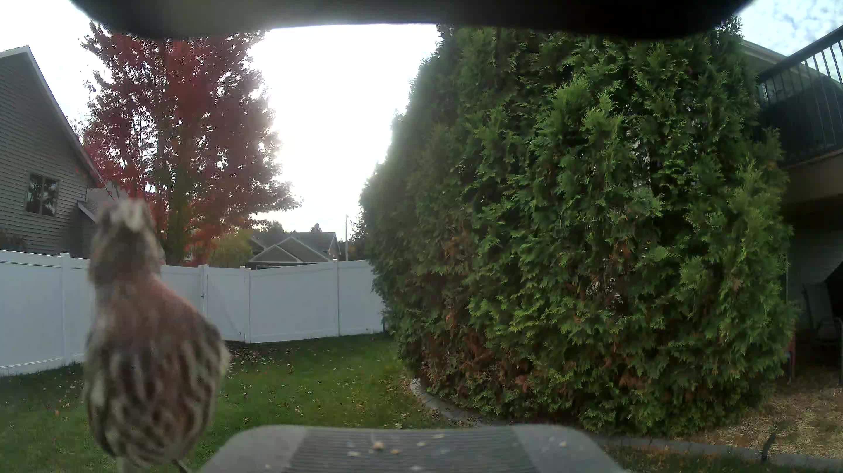 House Finch