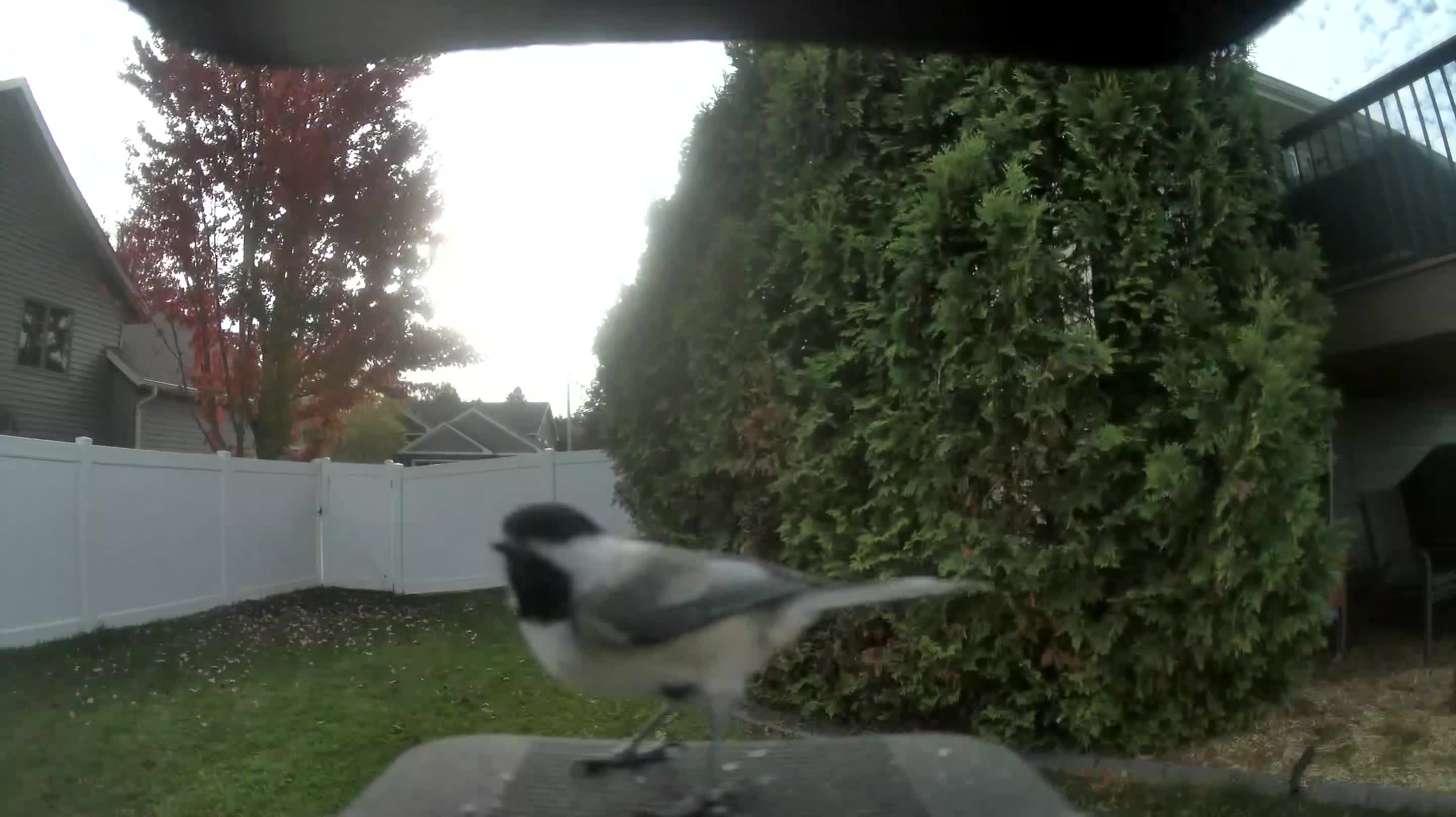 Black-capped Chickadee
