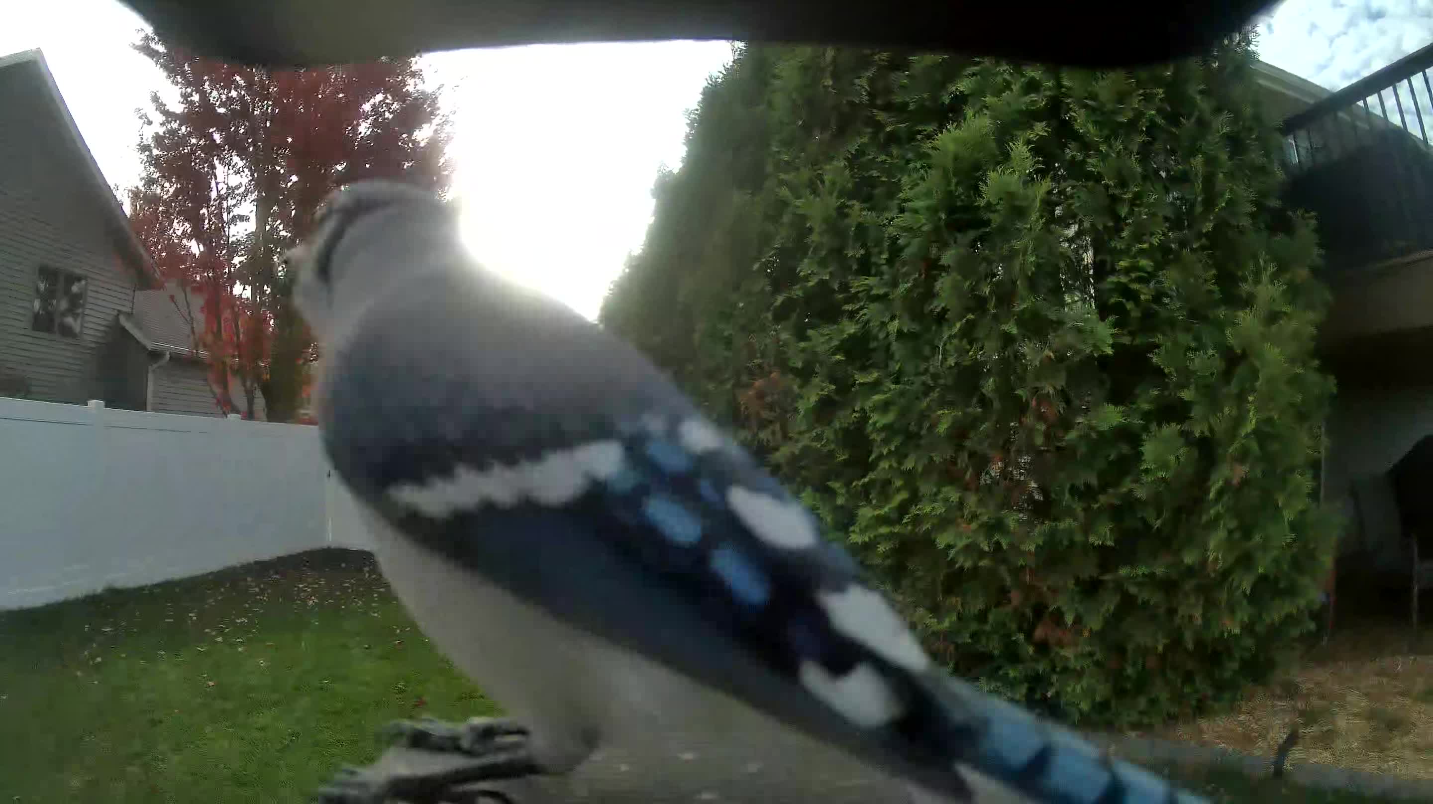 Blue Jay