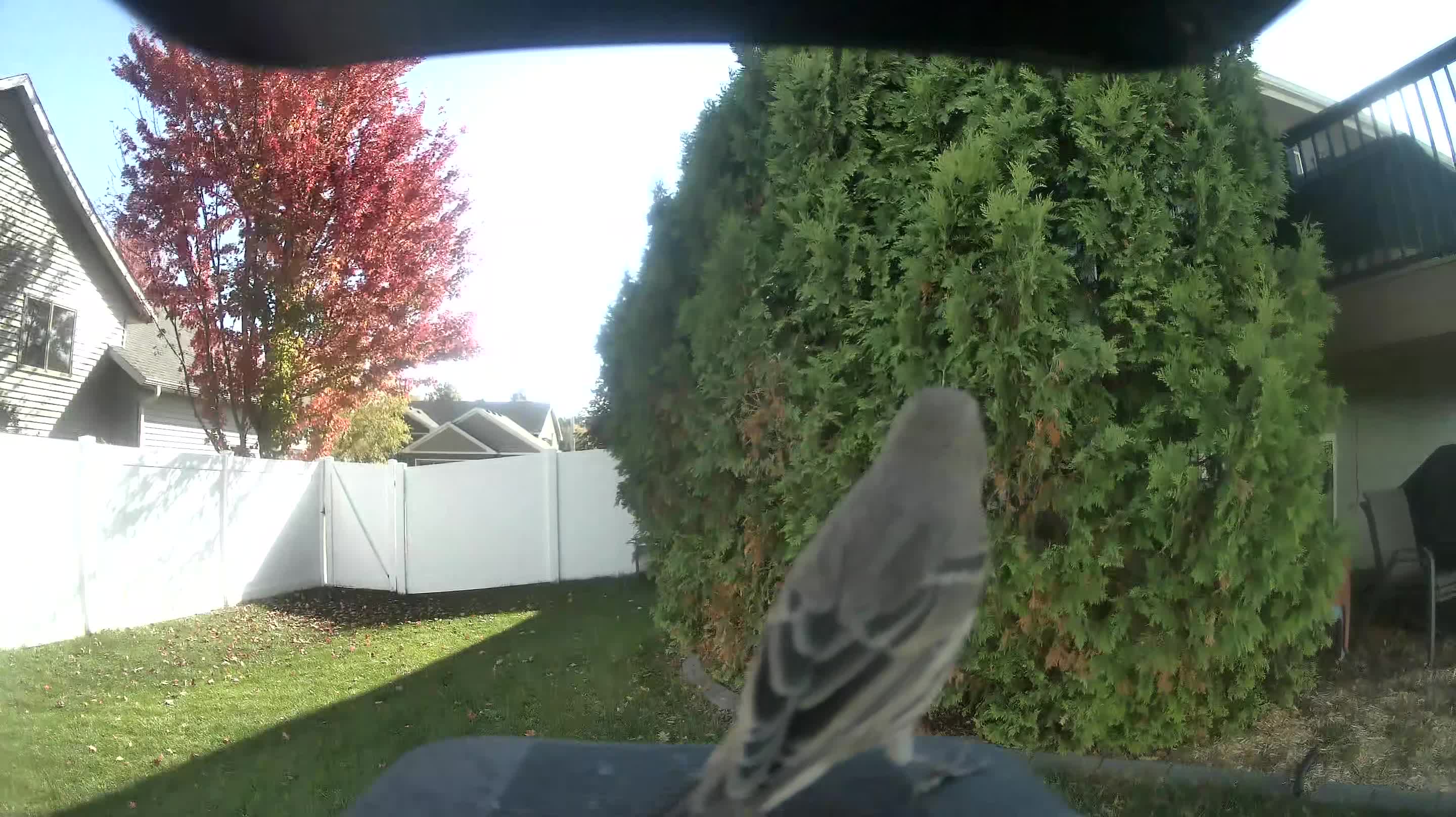 Pine Siskin