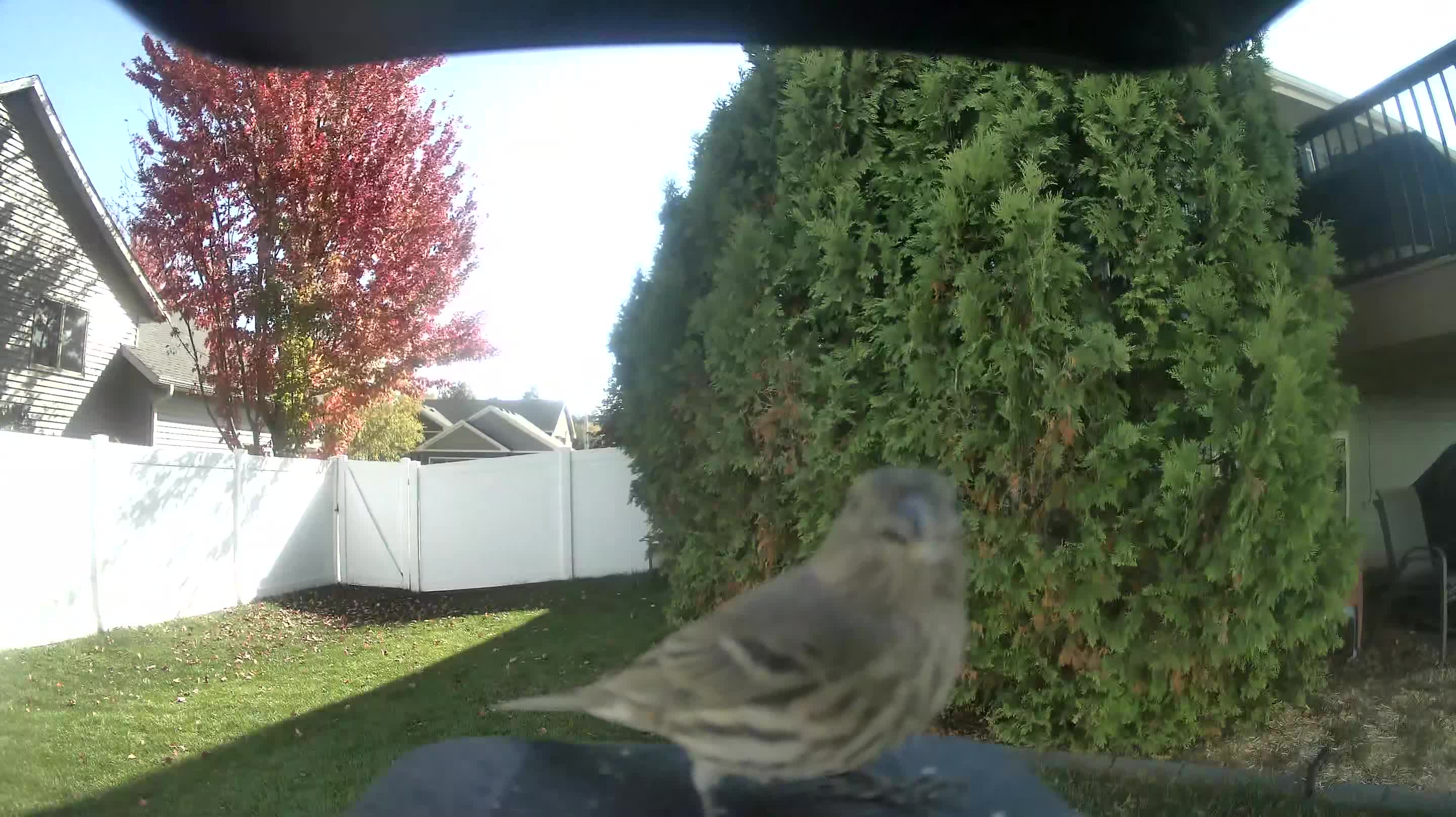 Pine Siskin