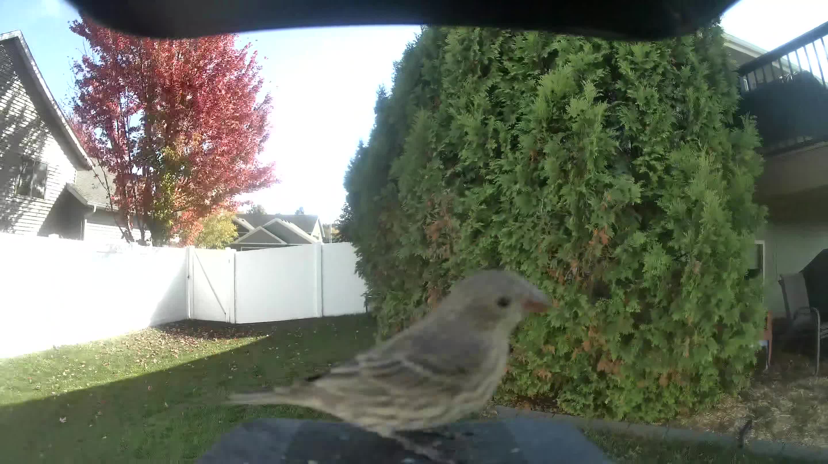 House Finch