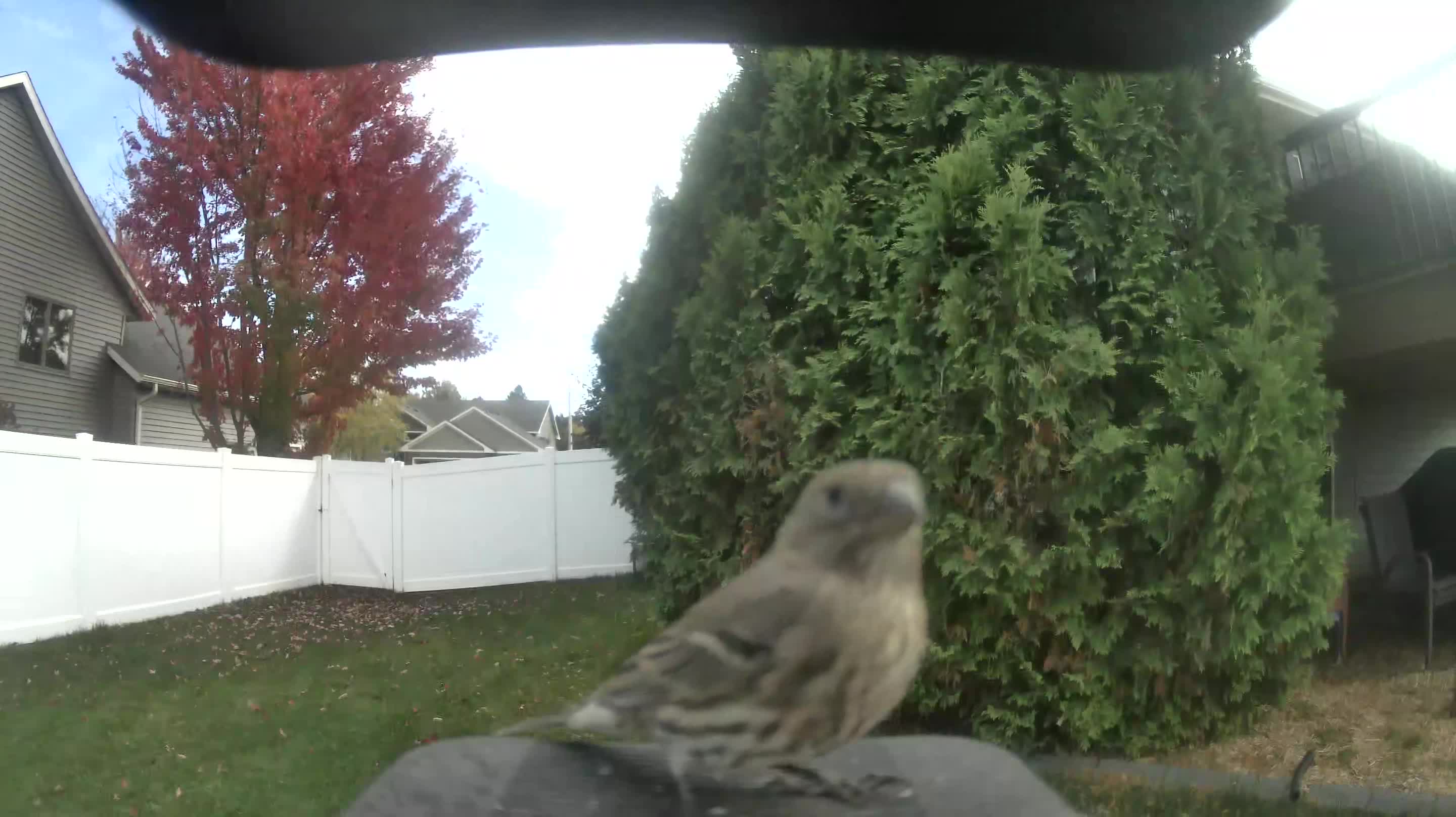 House Finch