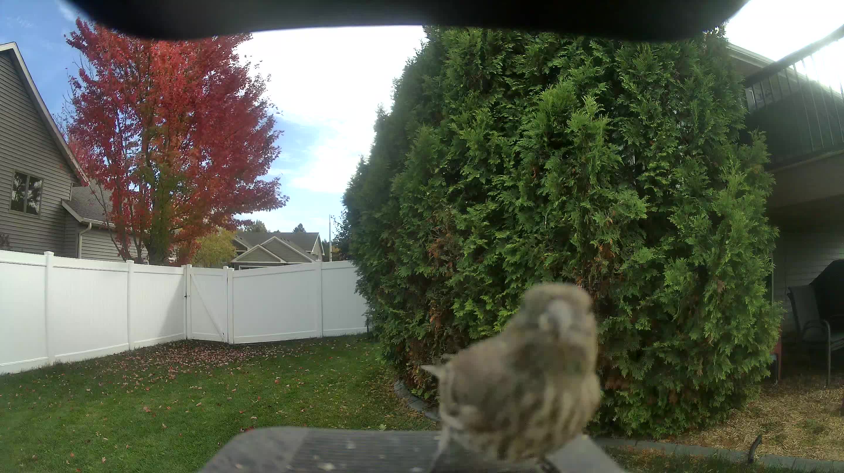 House Finch