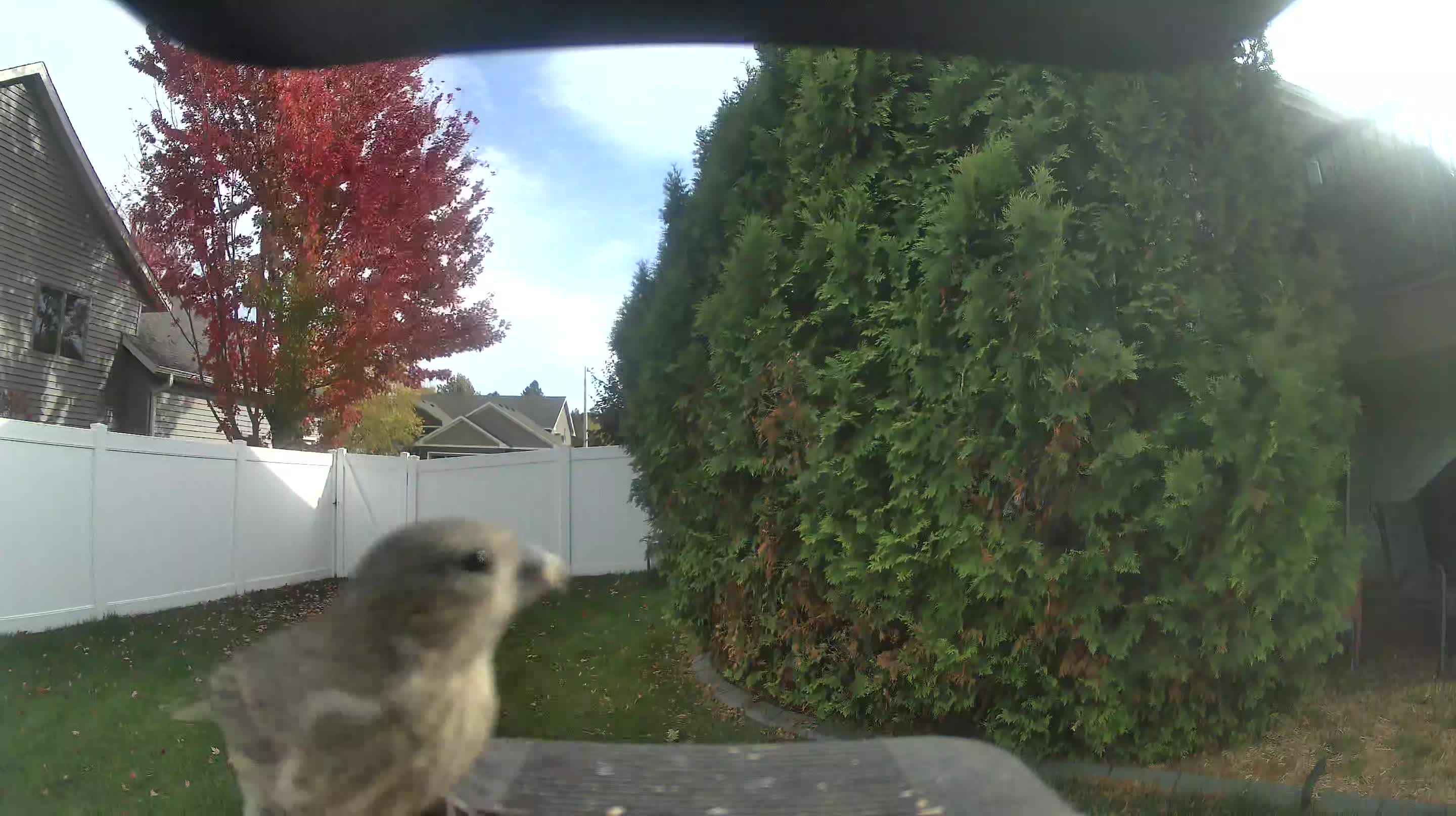 House Finch