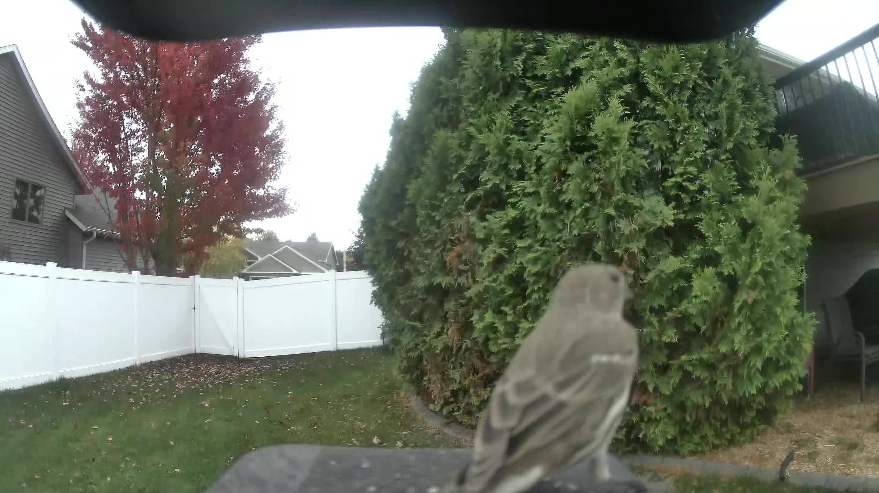 House Finch