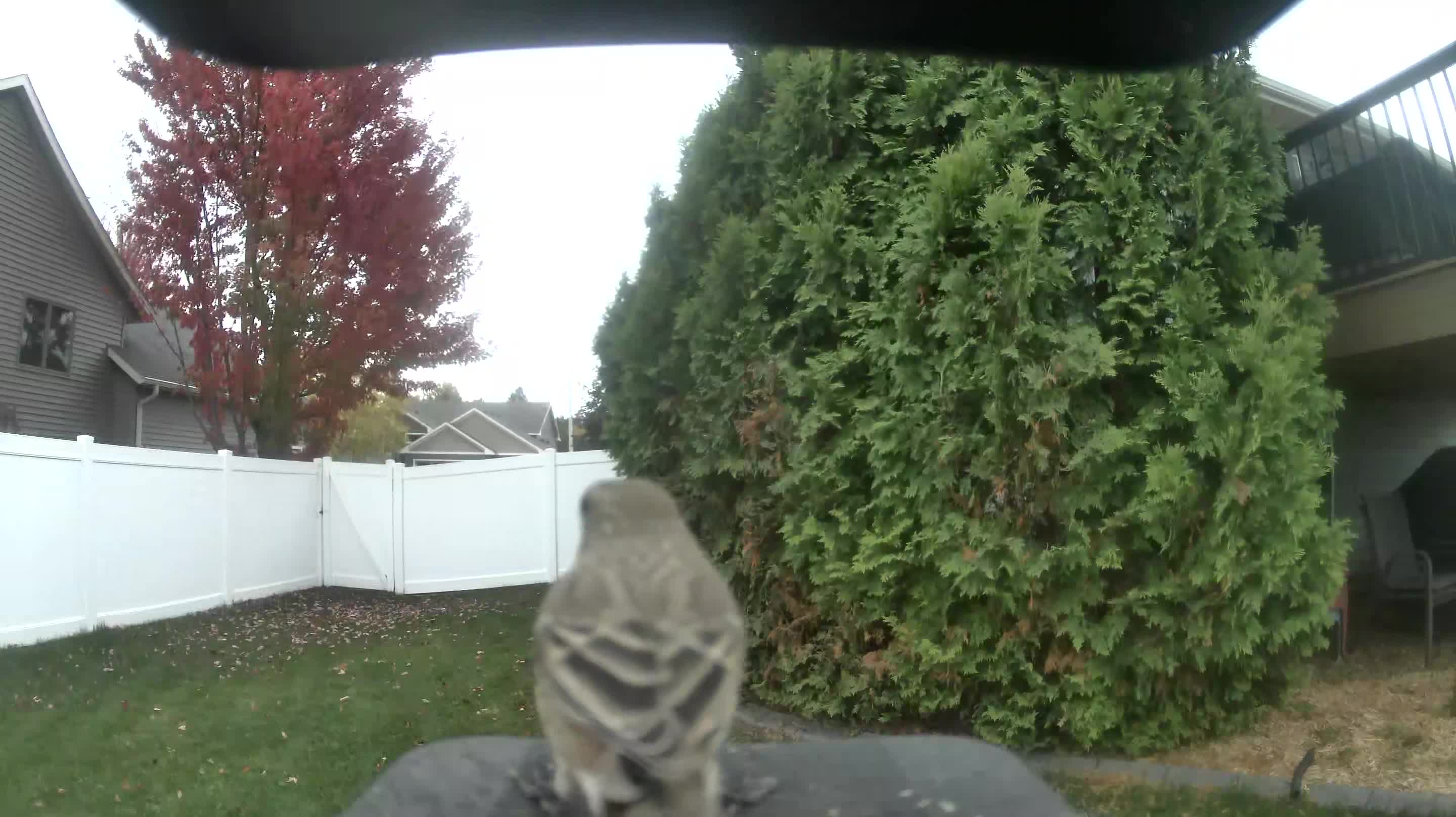House Finch