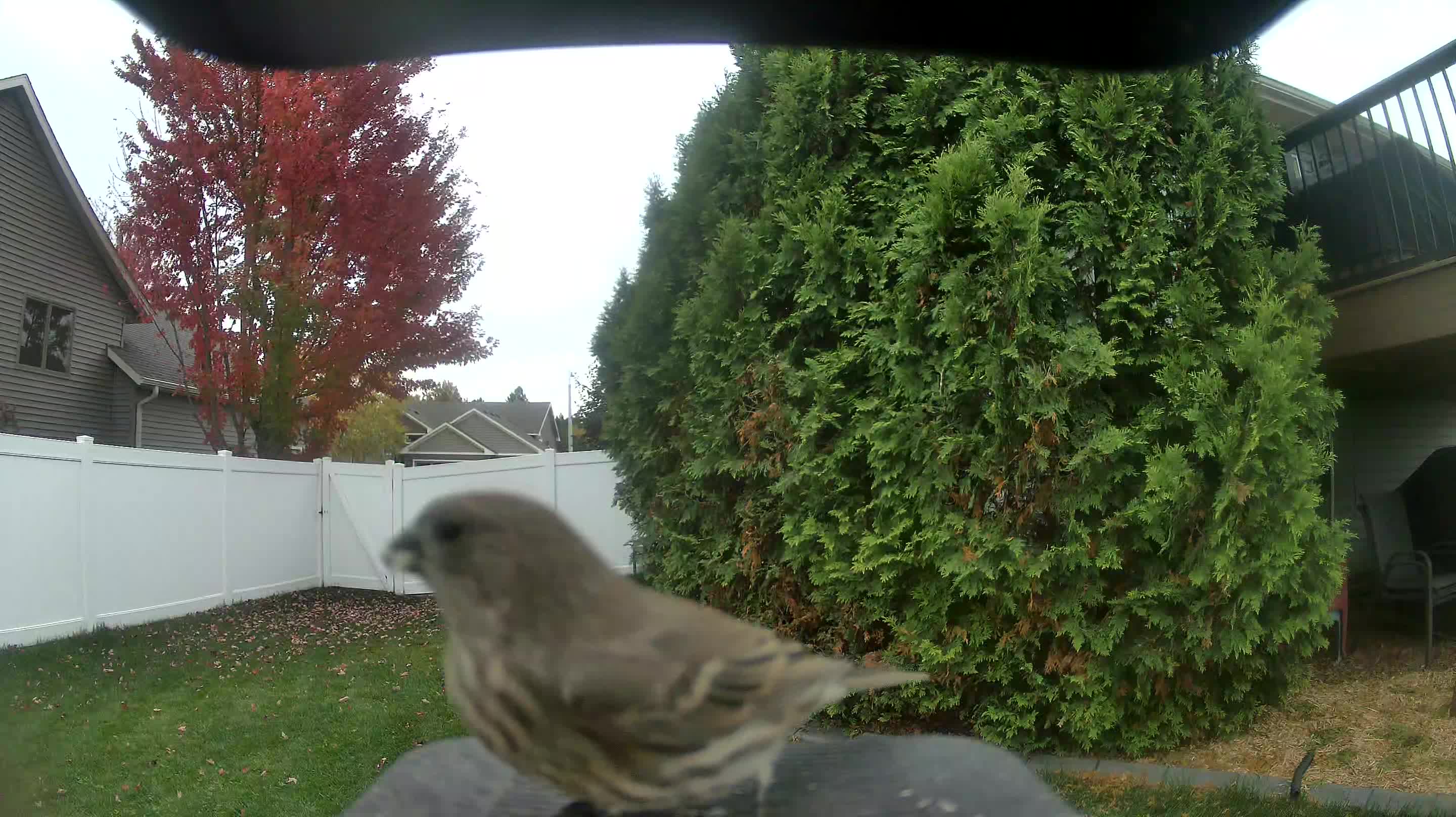 House Finch