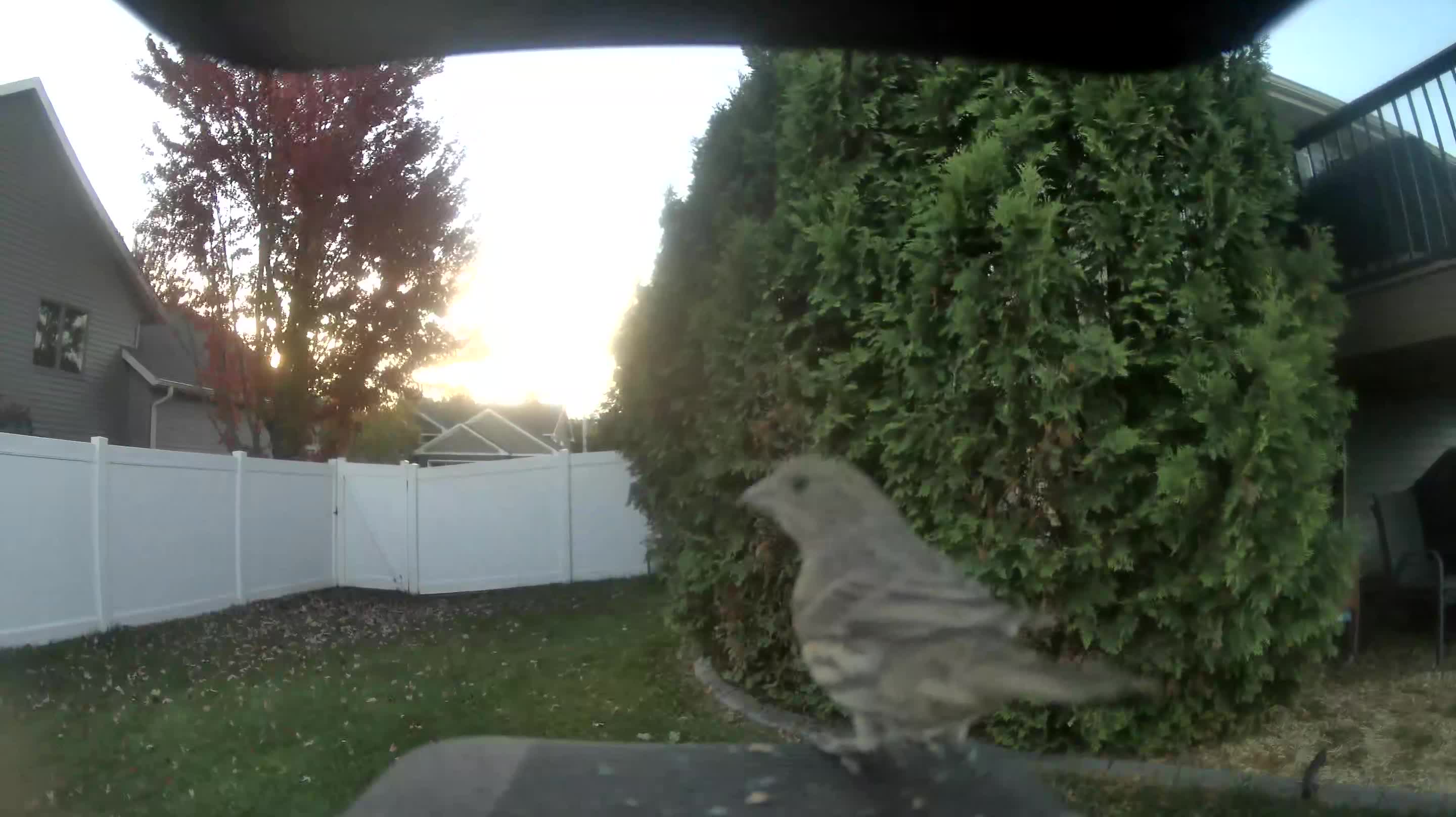 House Finch