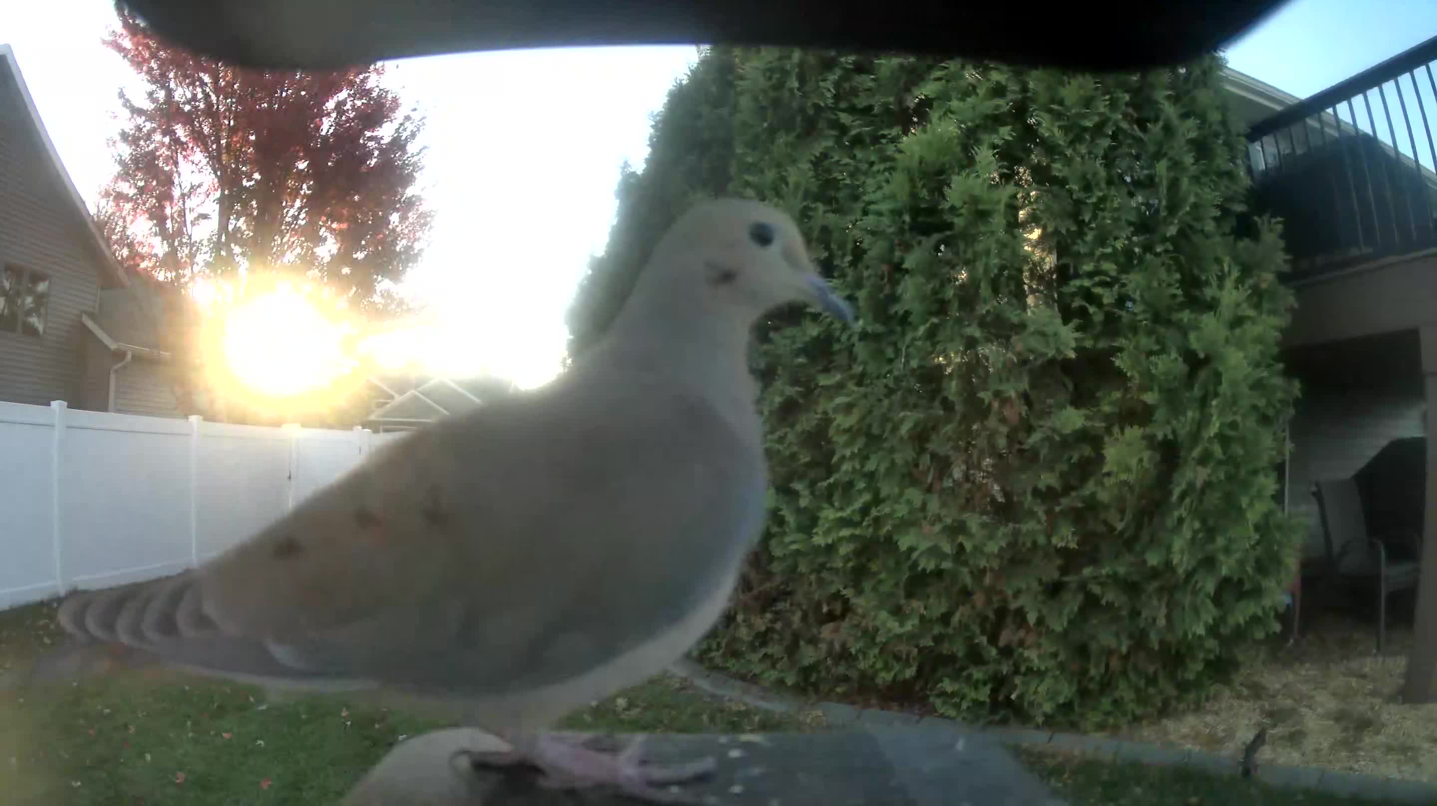 Mourning Dove