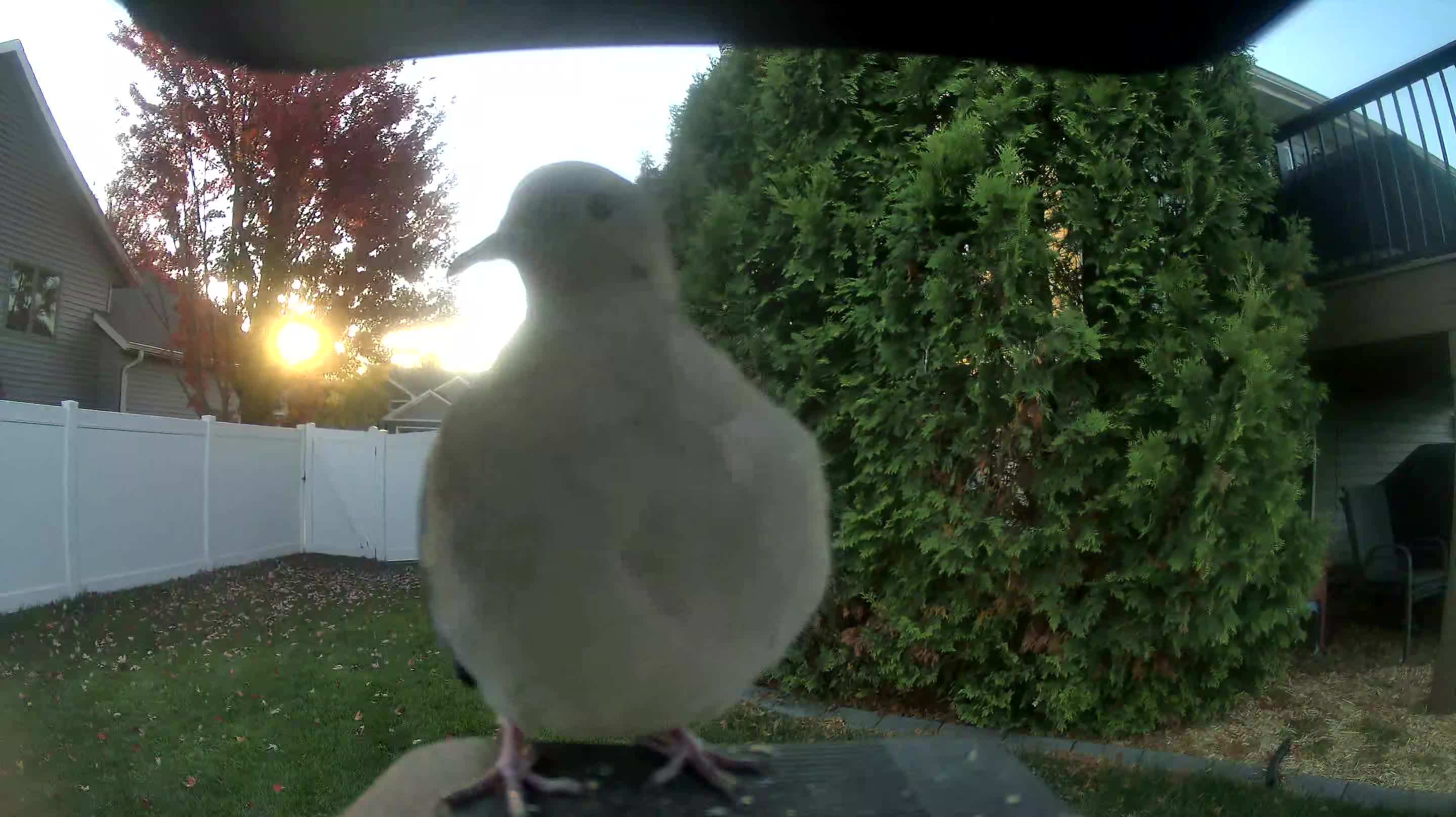 Mourning Dove