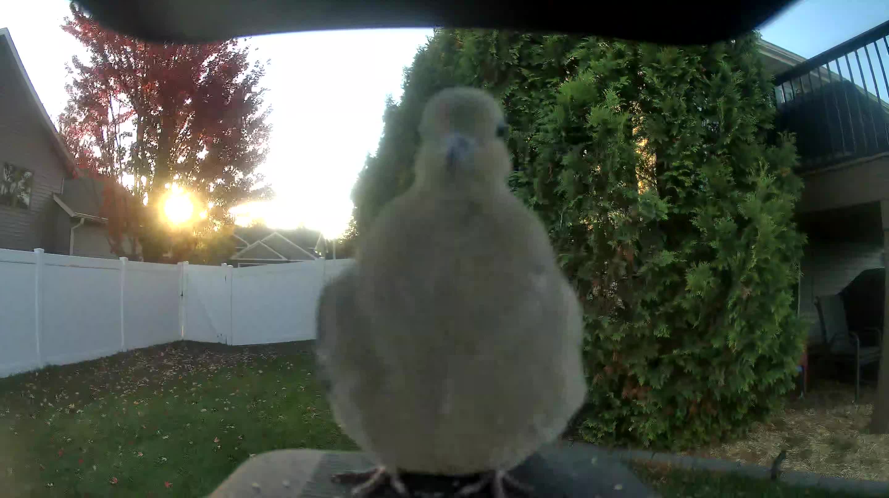Mourning Dove