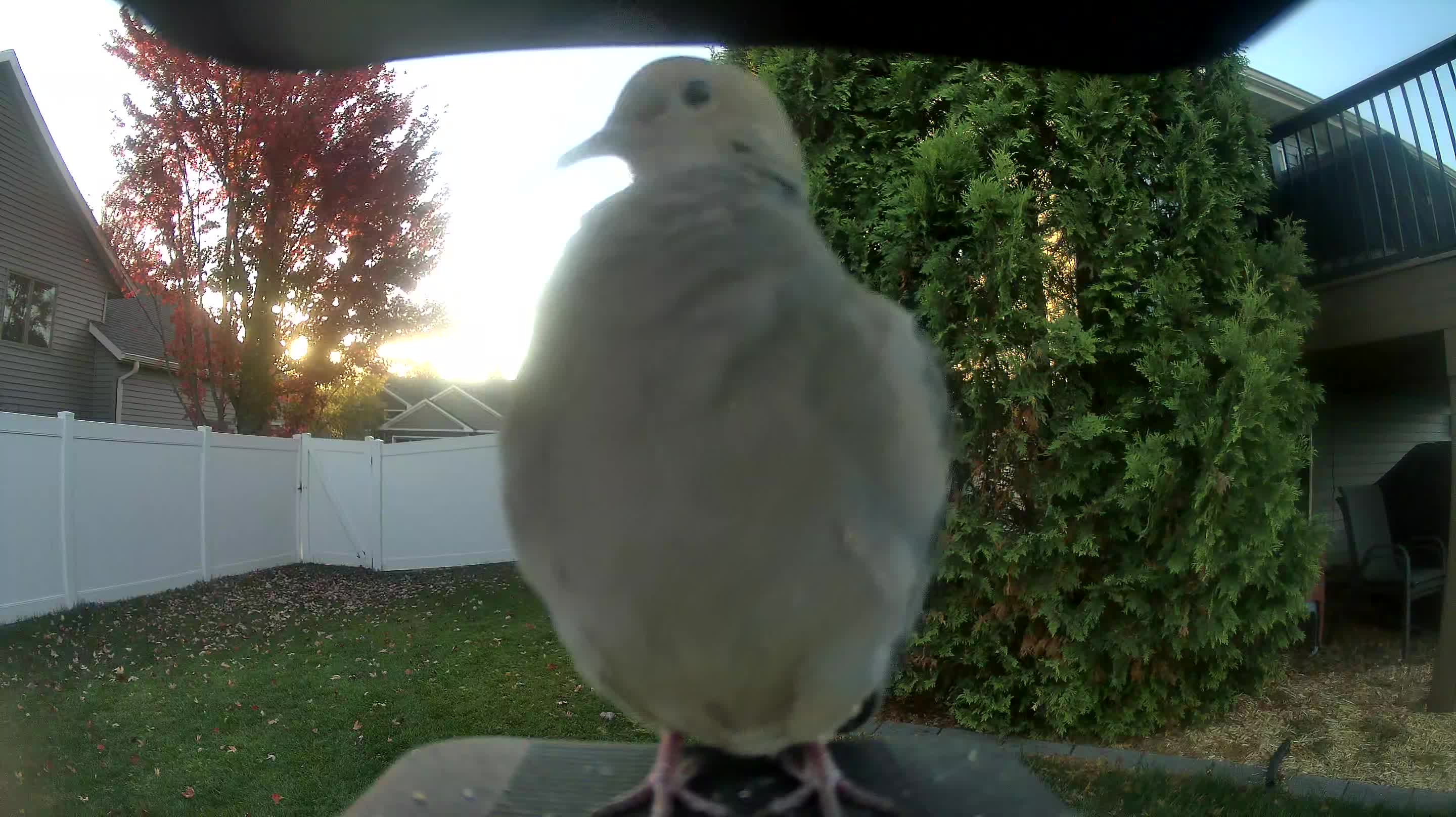 Mourning Dove