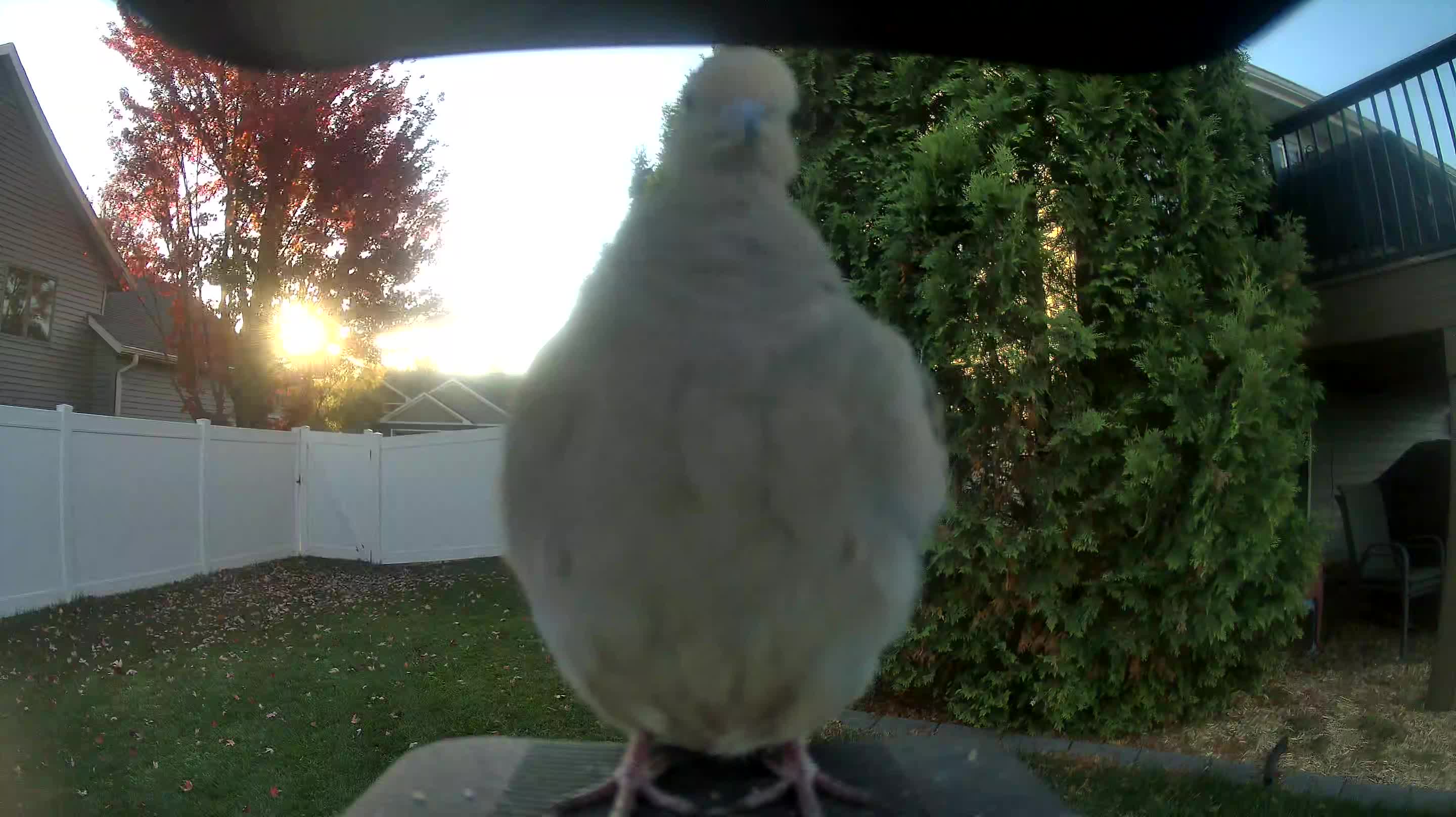 Mourning Dove