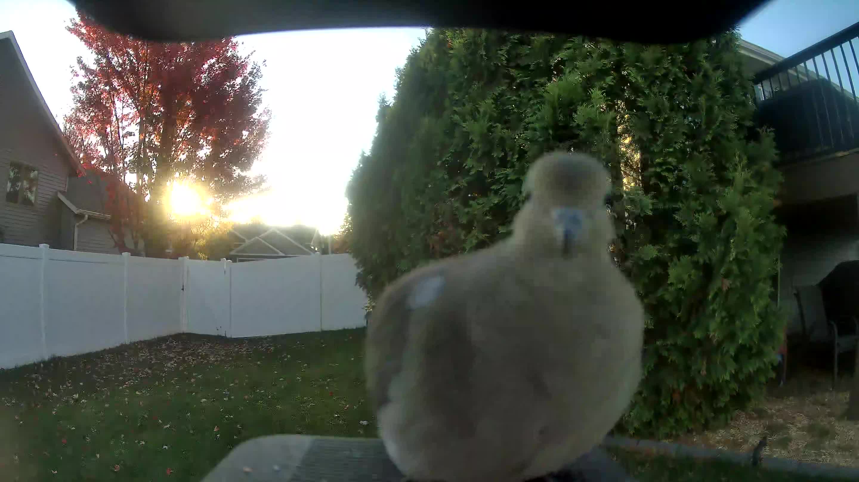 Mourning Dove