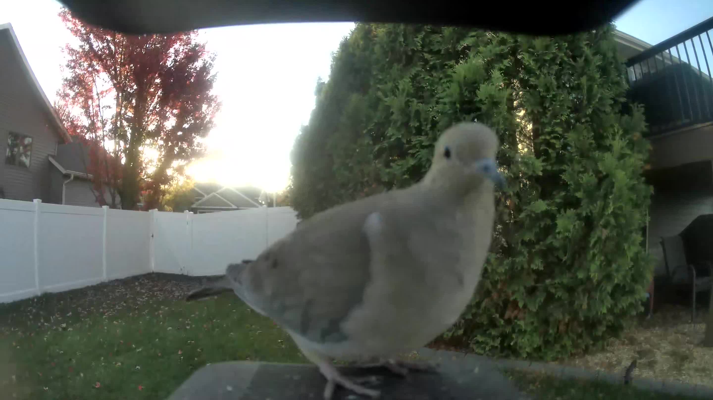 Mourning Dove