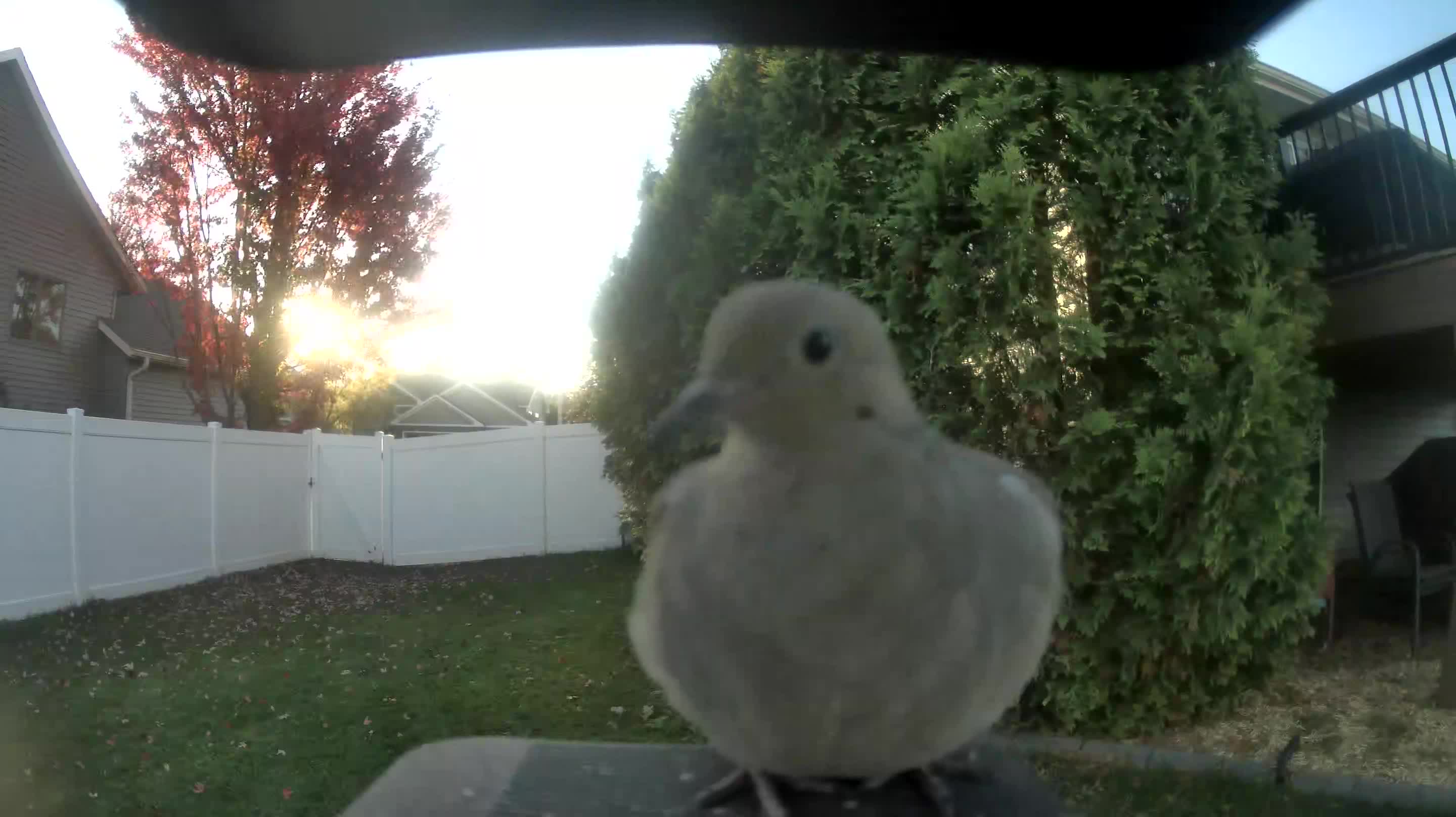 Mourning Dove