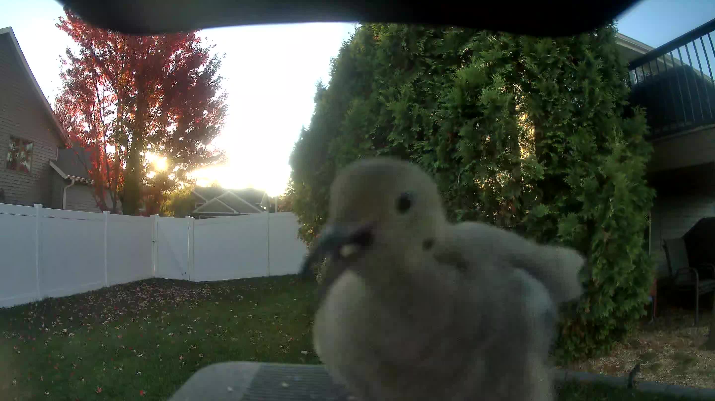 Mourning Dove
