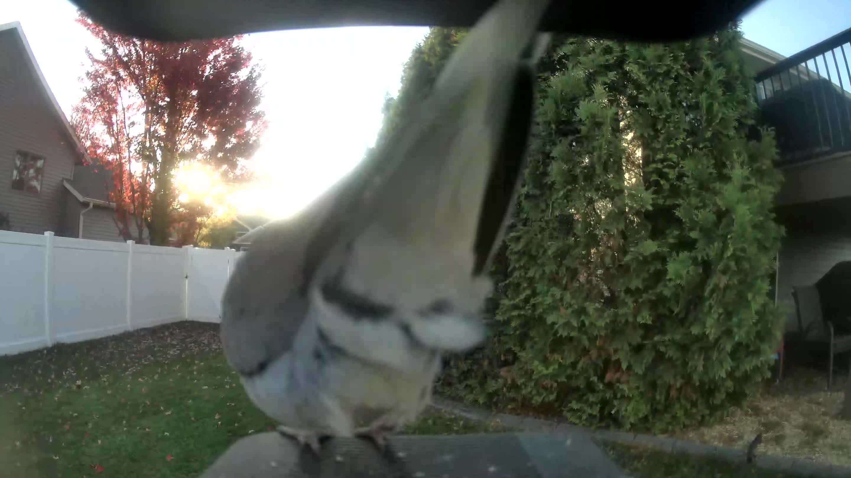 Mourning Dove