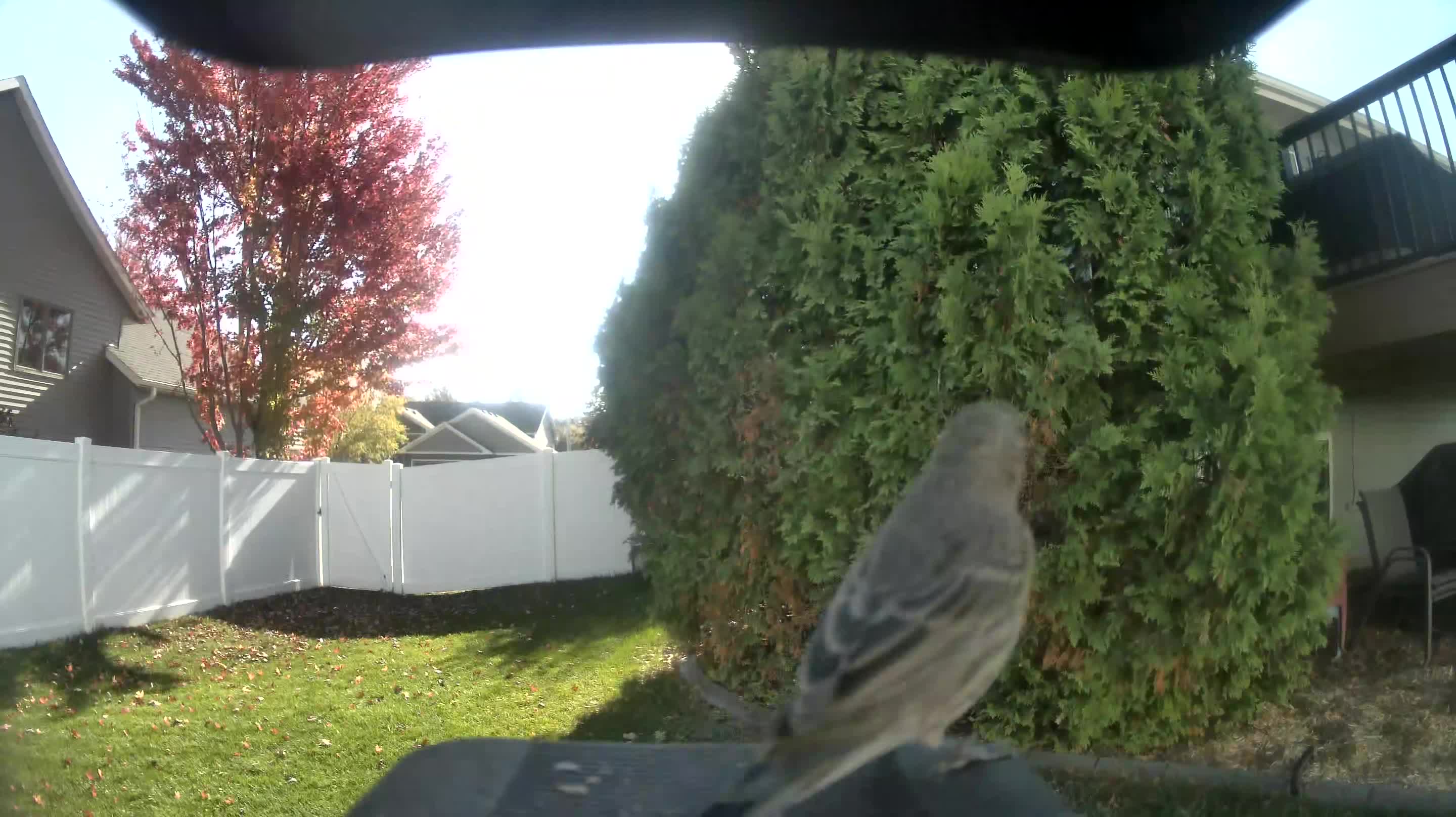 House Finch