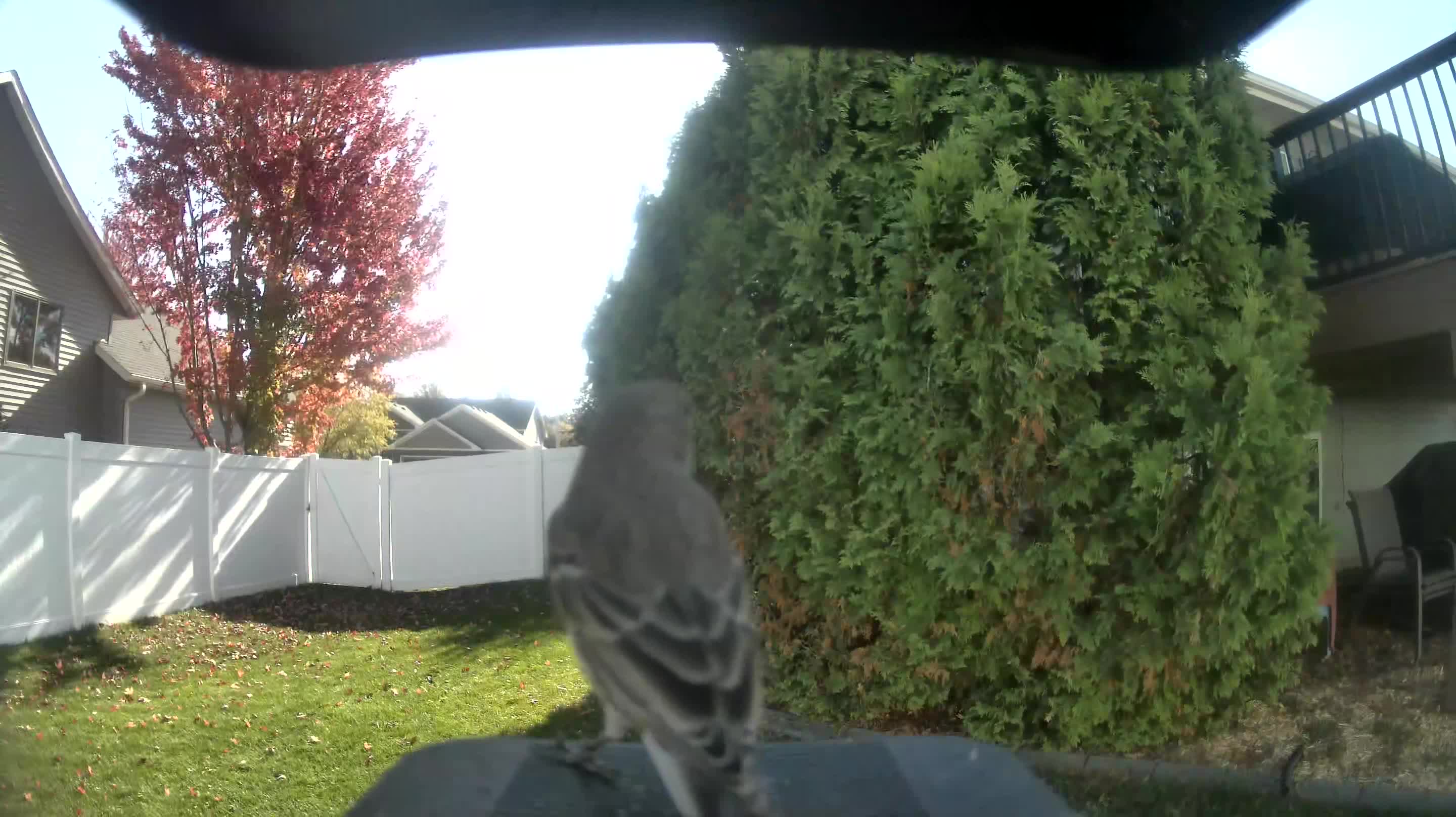 Northern Mockingbird
