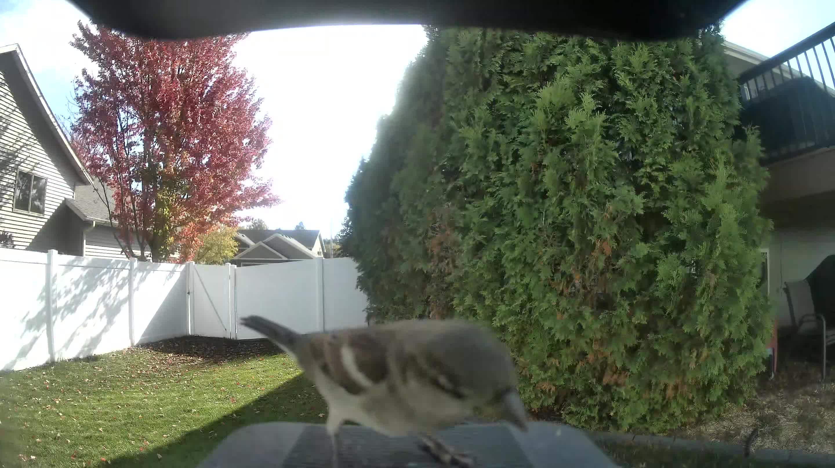House Sparrow