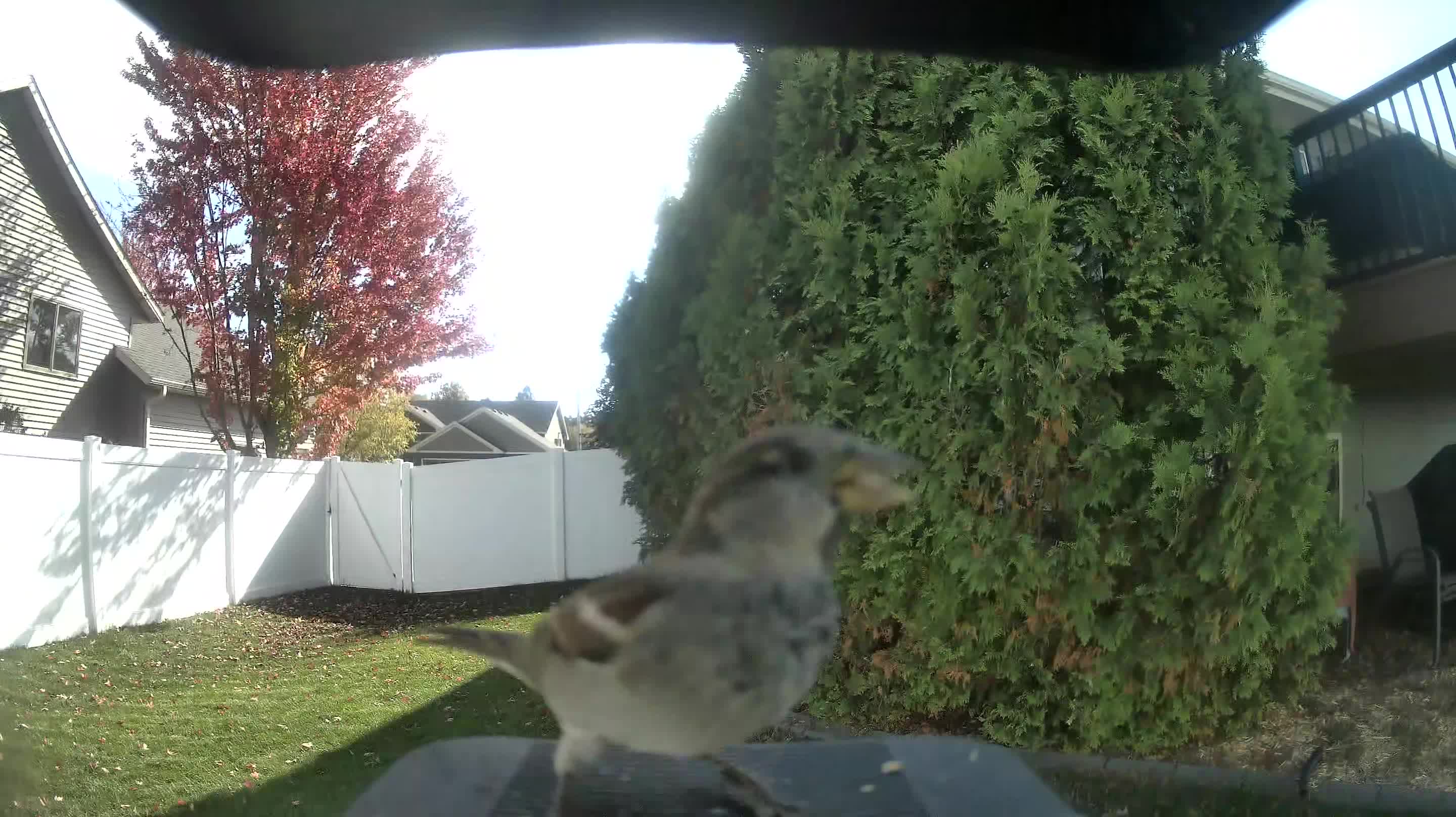 House Sparrow