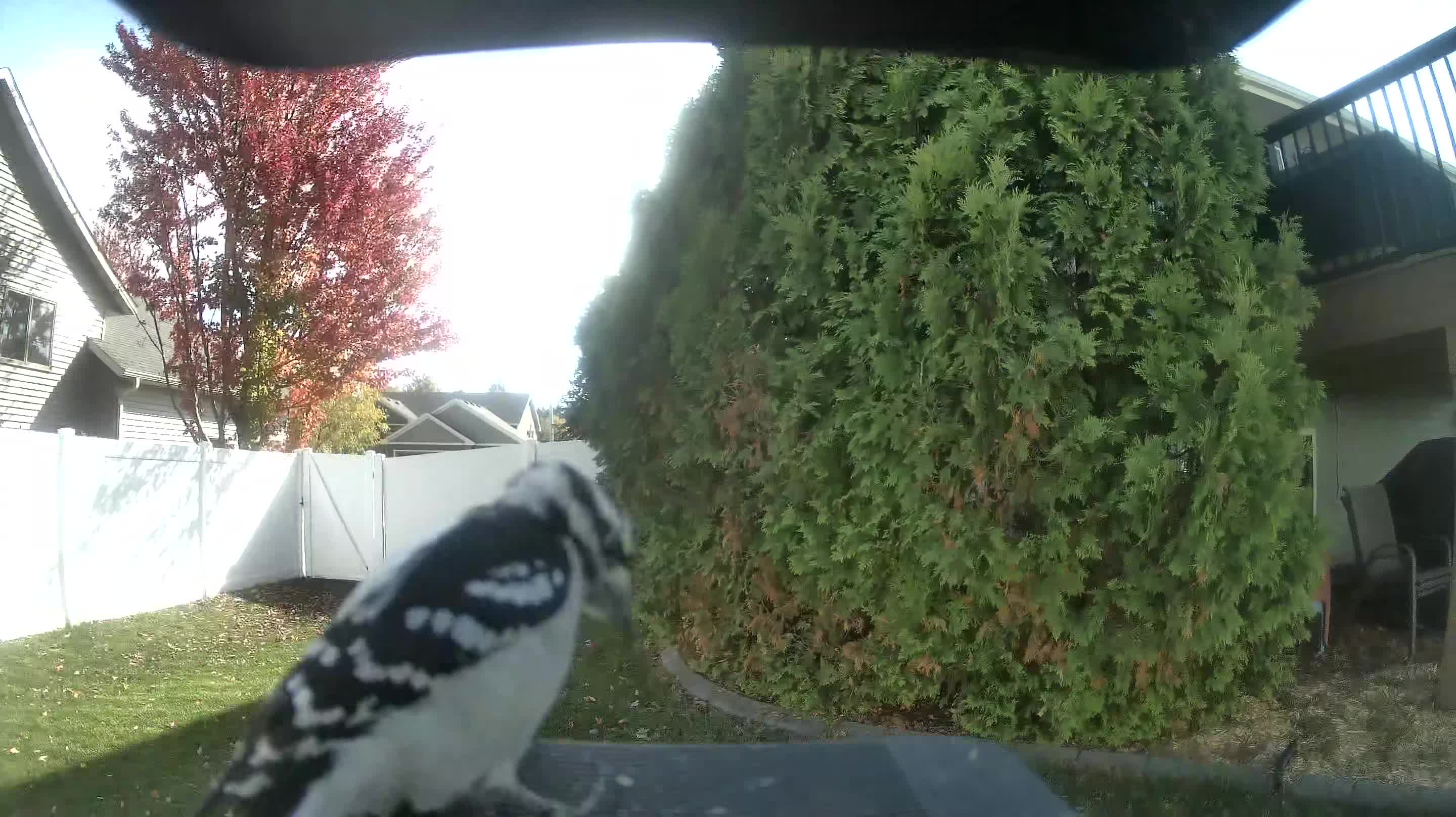 Downy Woodpecker